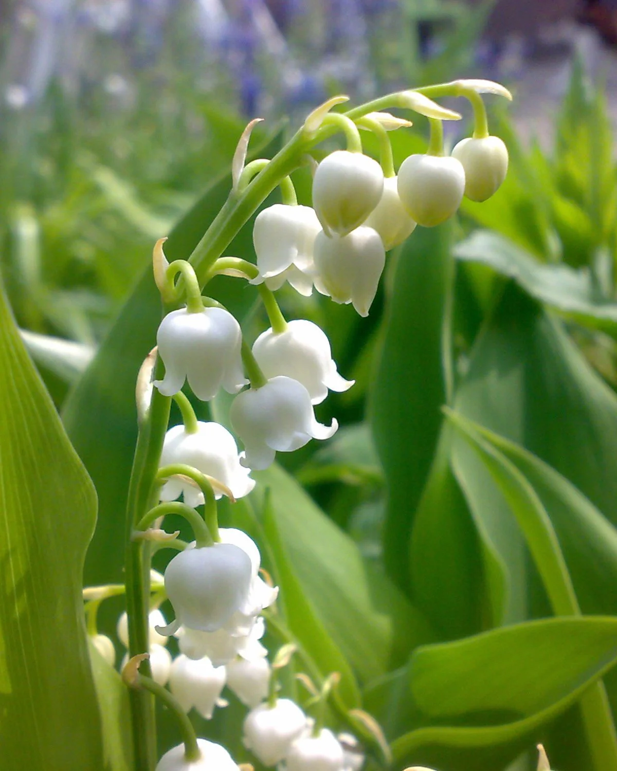 Convallaria majalis - Image 10