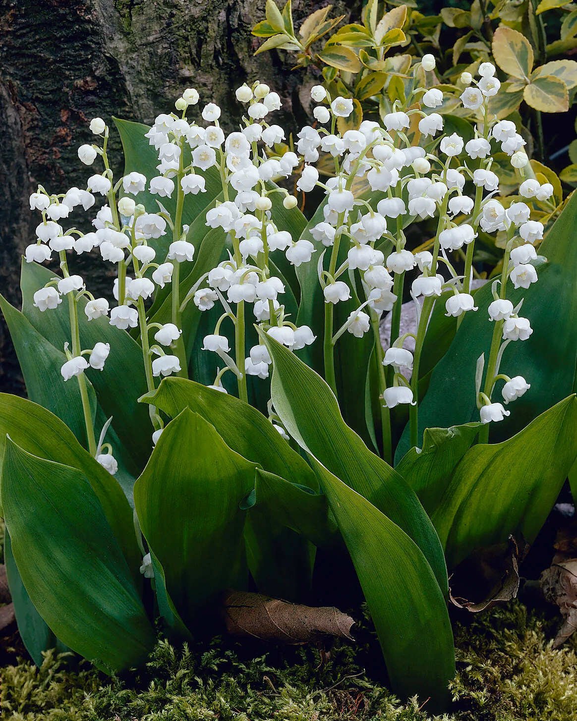 Convallaria majalis - Image 2
