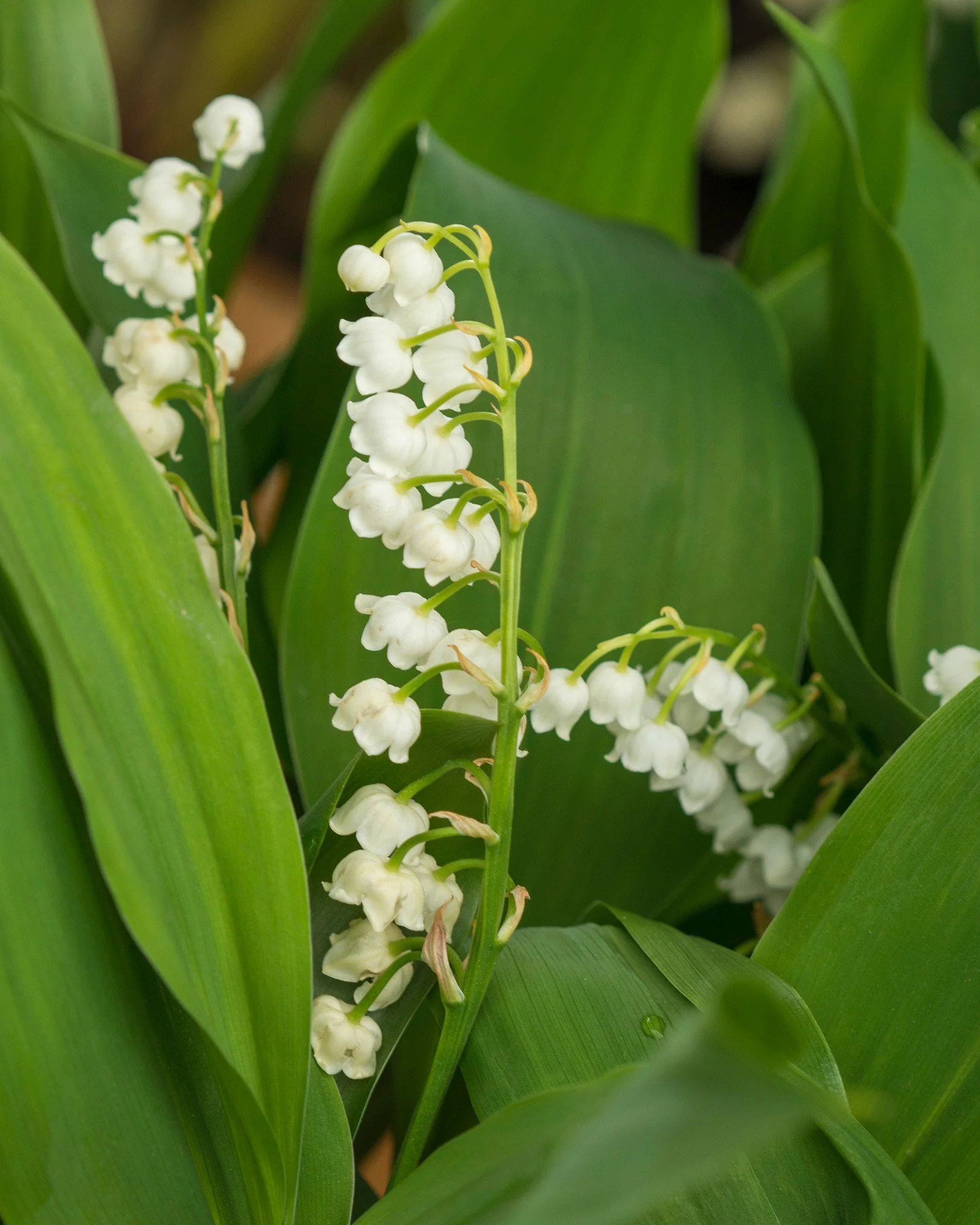 Convallaria majalis - Image 6