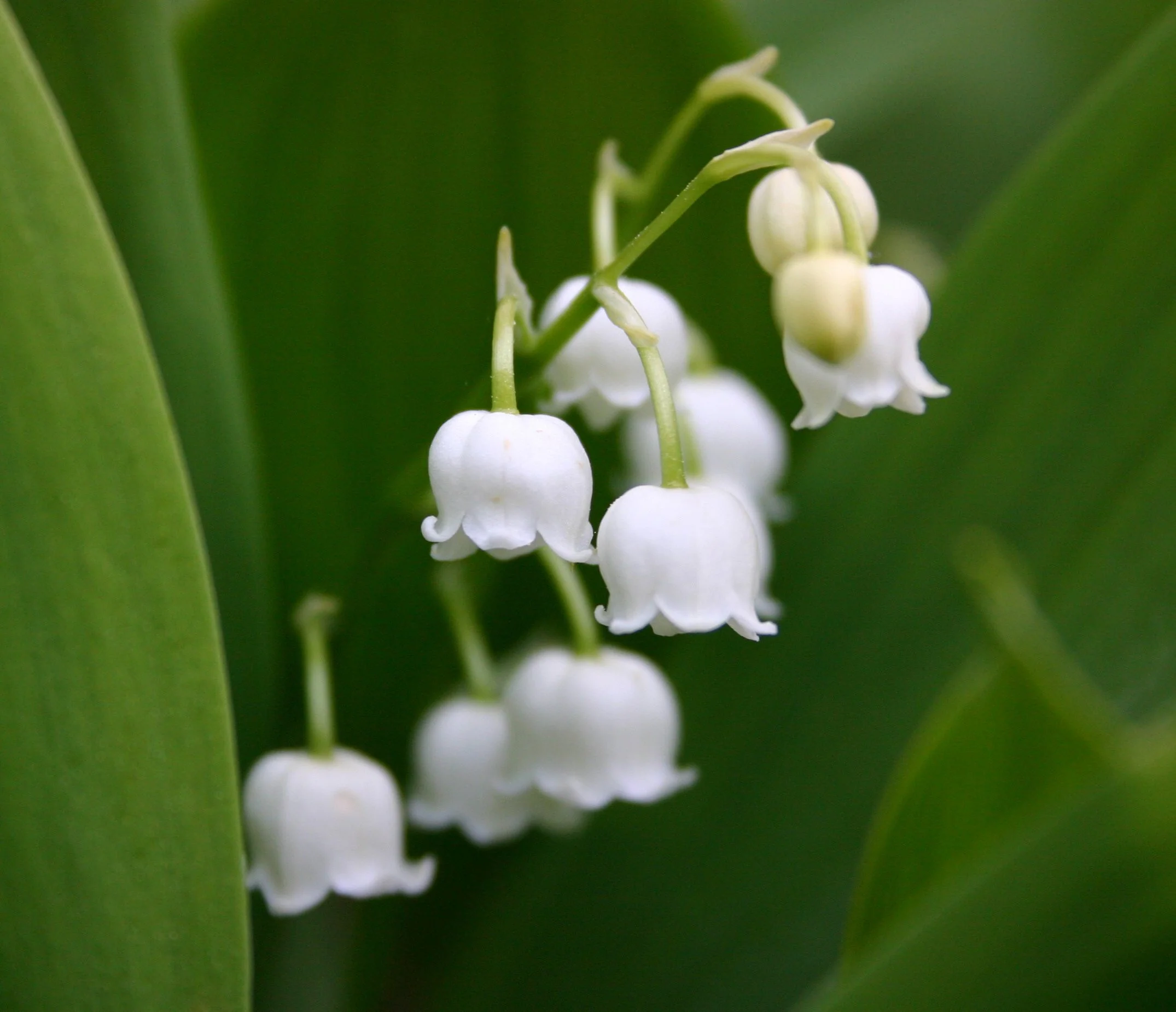 Convallaria majalis - Image 9