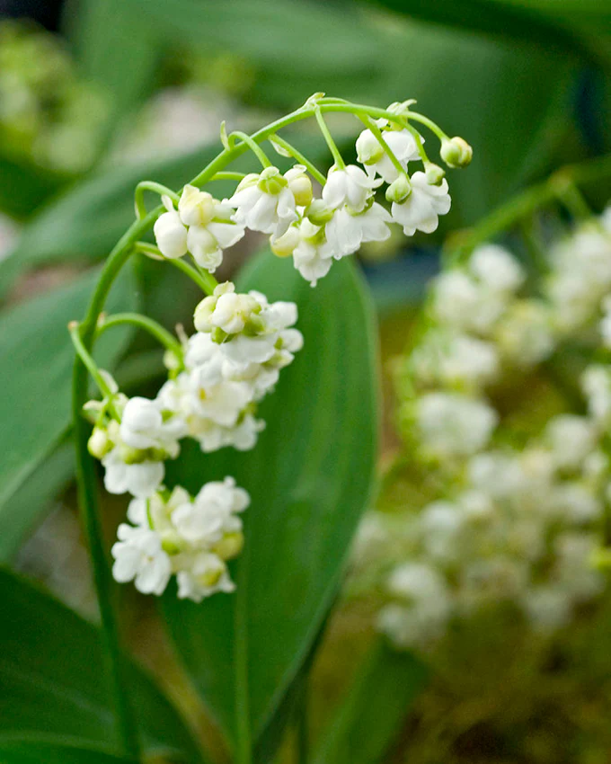 Convallaria 'Prolificans' - Image 4