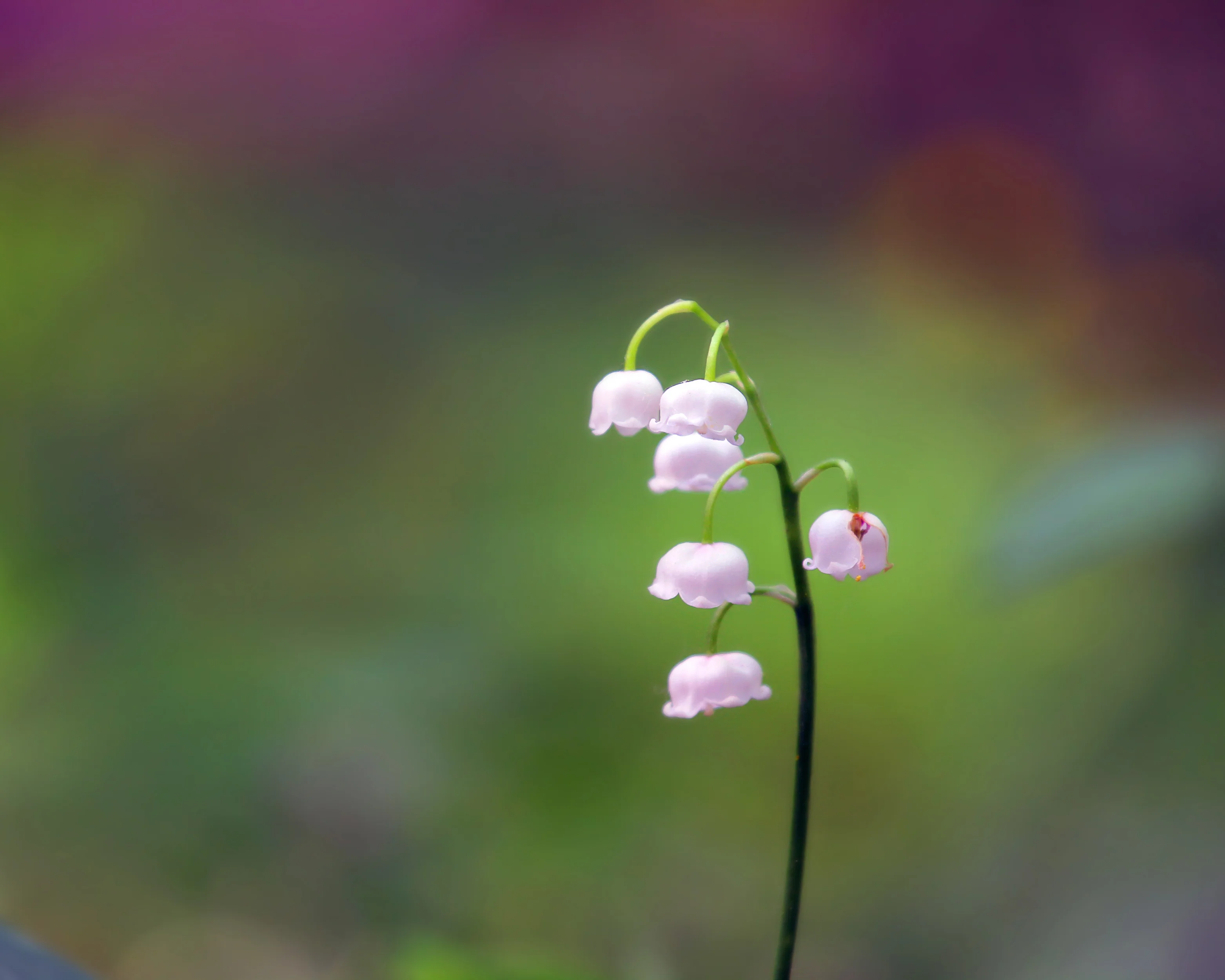 Convallaria majalis var. rosea - Image 10