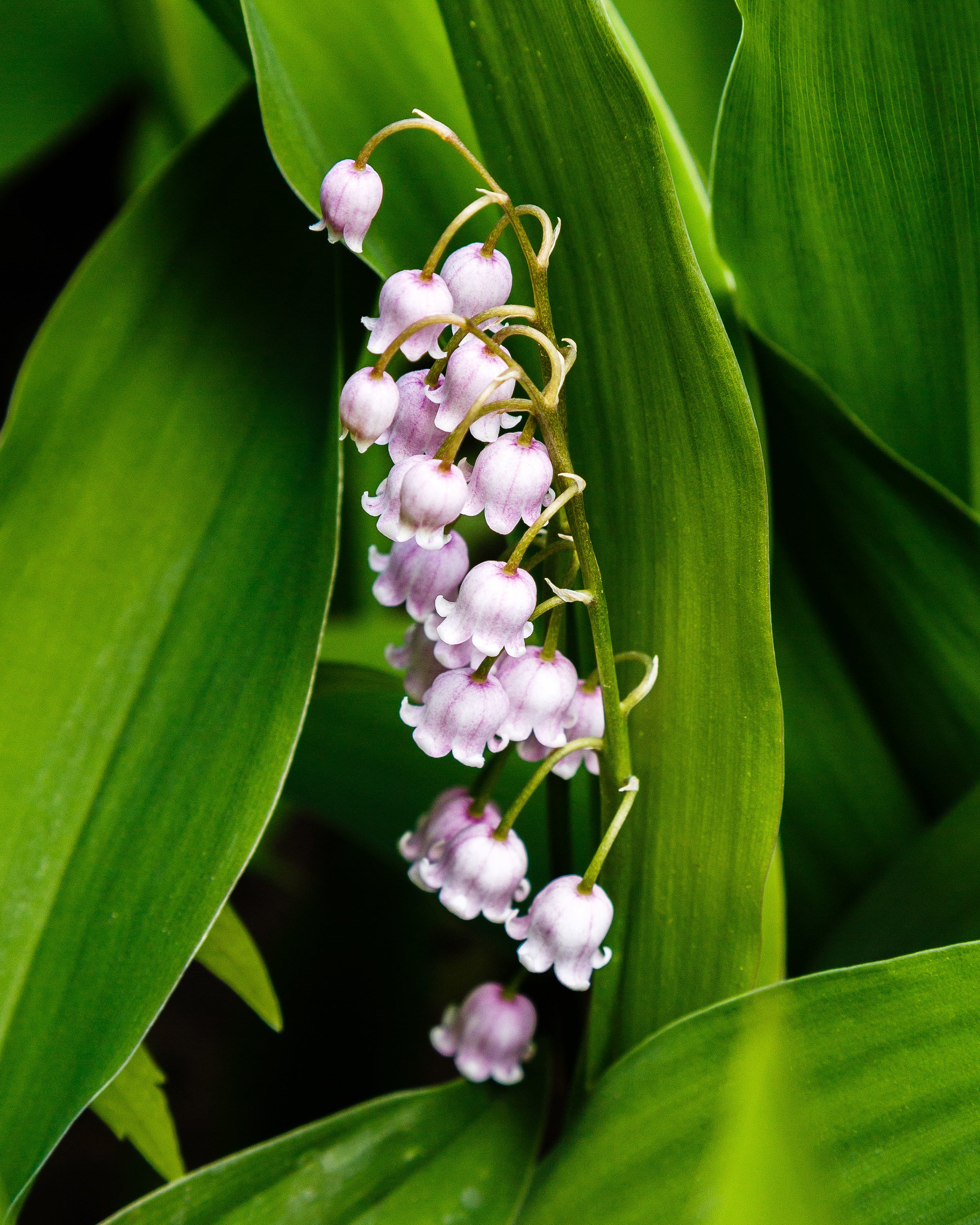 Convallaria majalis var. rosea - Image 11
