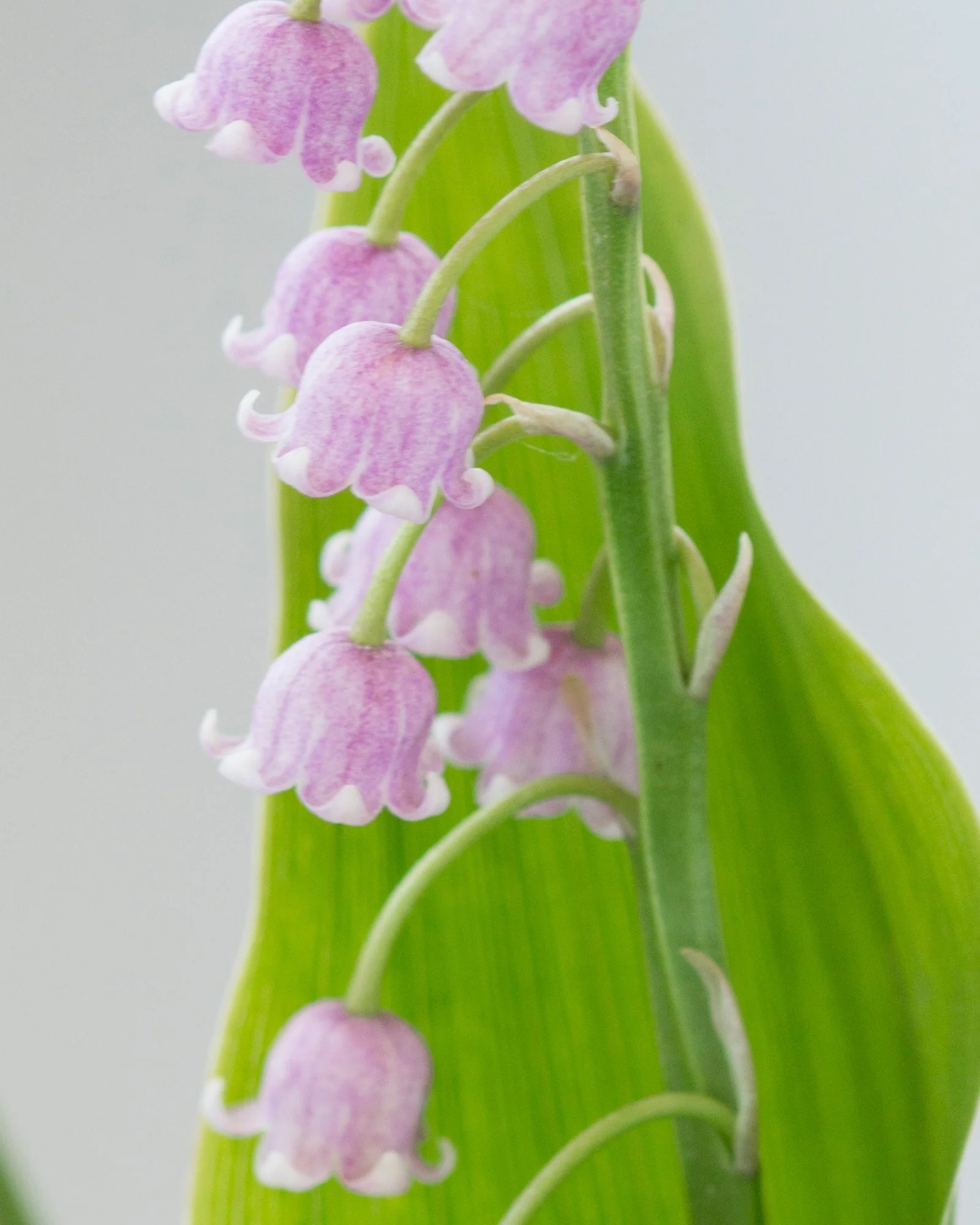 Convallaria majalis var. rosea - Image 3