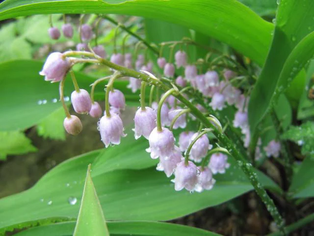 Convallaria majalis var. rosea - Image 6