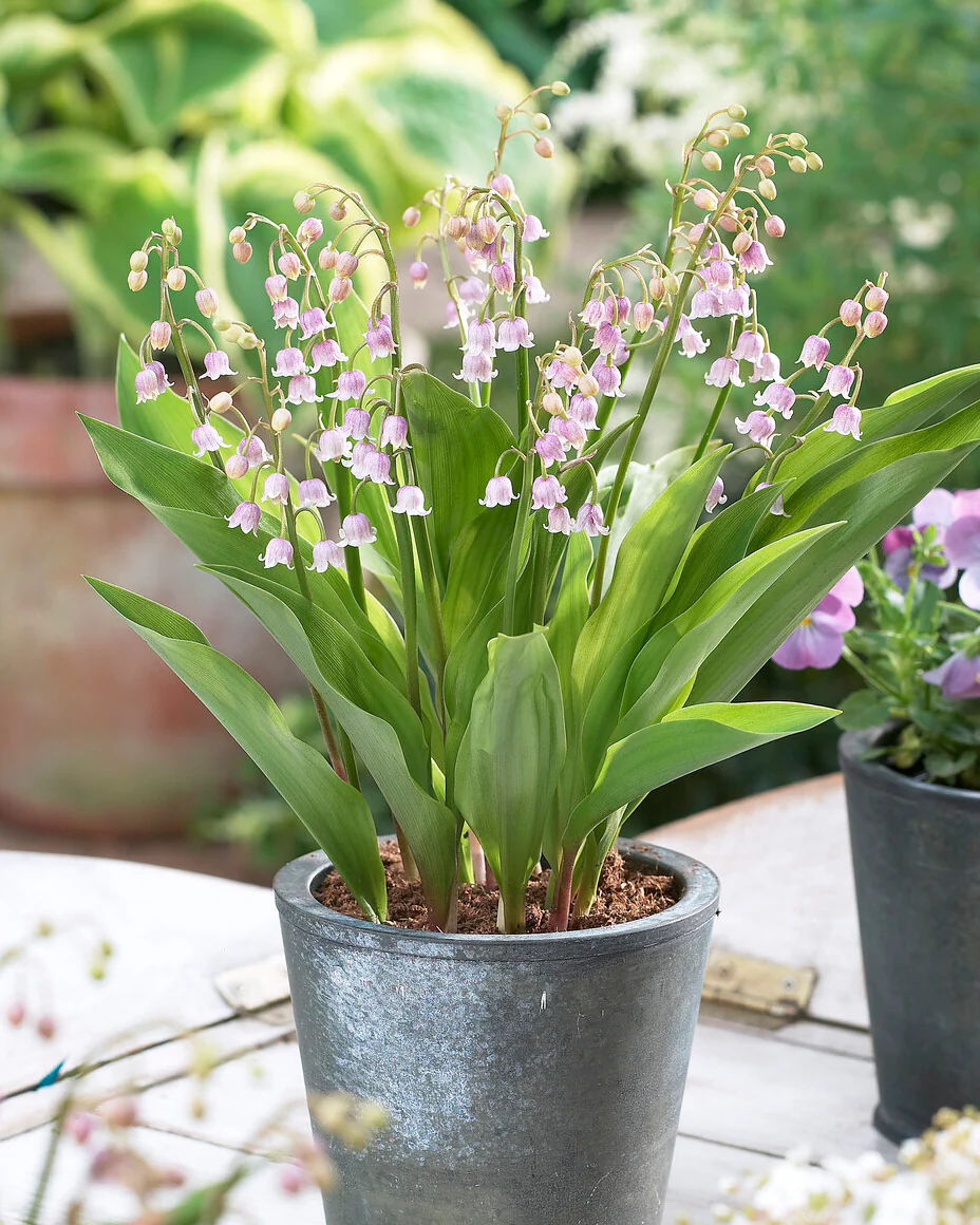 Convallaria majalis var. rosea - Image 7