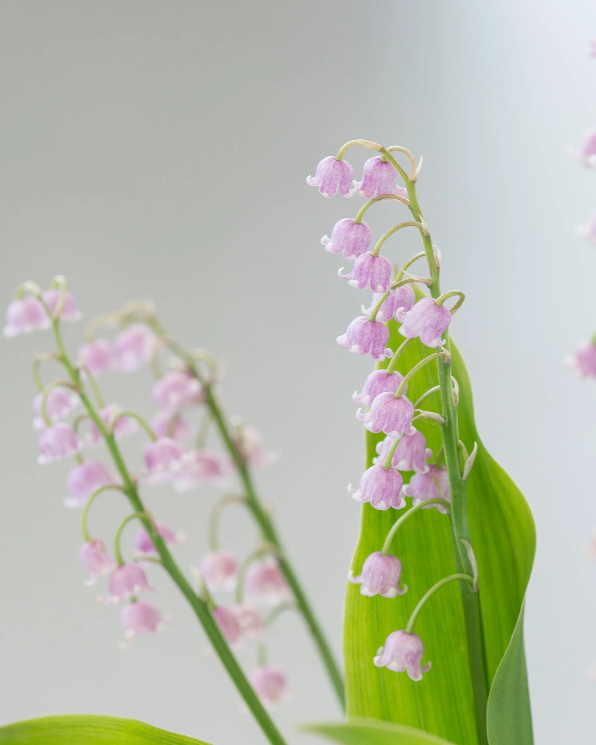 Convallaria majalis var. rosea - Image 8