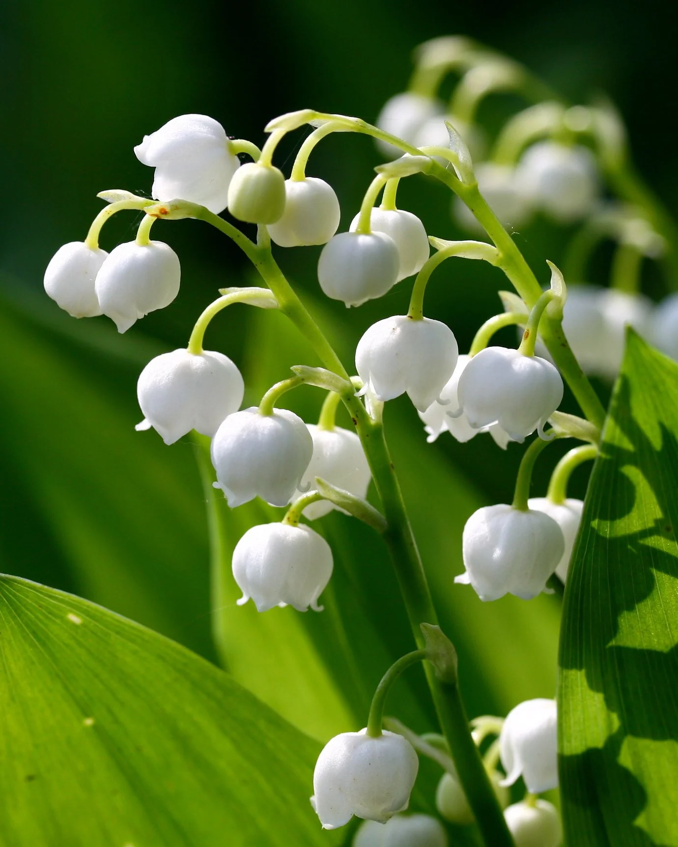 Convallaria 'Vivid Valleys' - Image 3