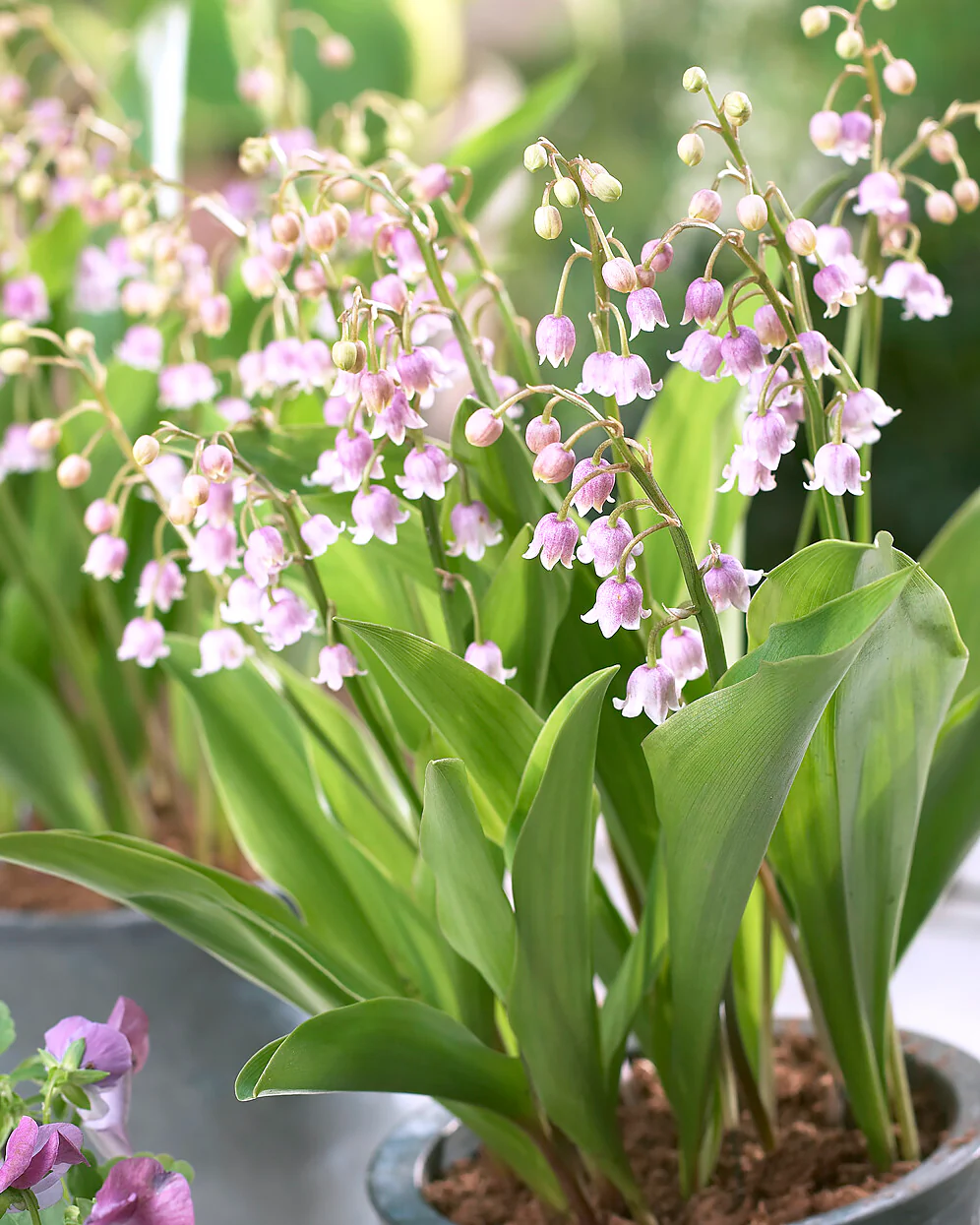 Convallaria 'Vivid Valleys' - Image 6