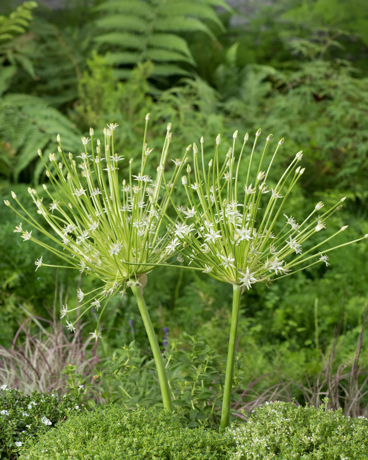 Allium 'Arctic Snow' - Image 2
