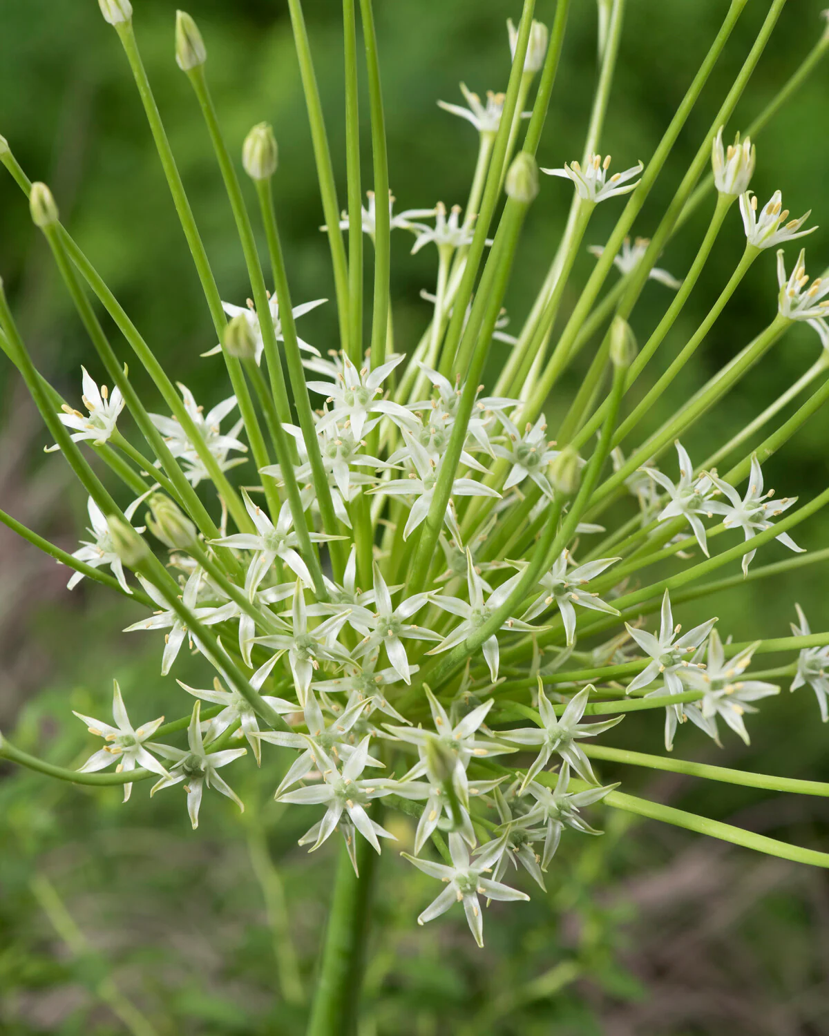 Allium 'Arctic Snow' - Image 4