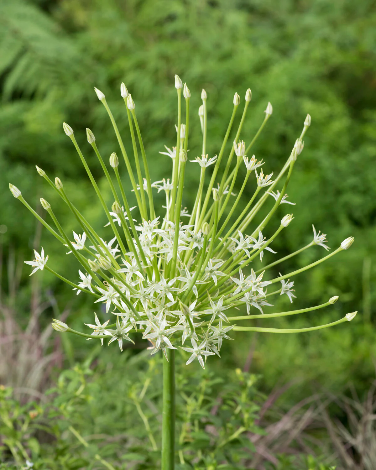 Allium 'Arctic Snow' - Image 5