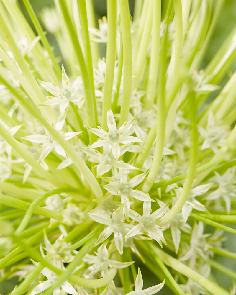 Allium 'Arctic Snow' - Image 6
