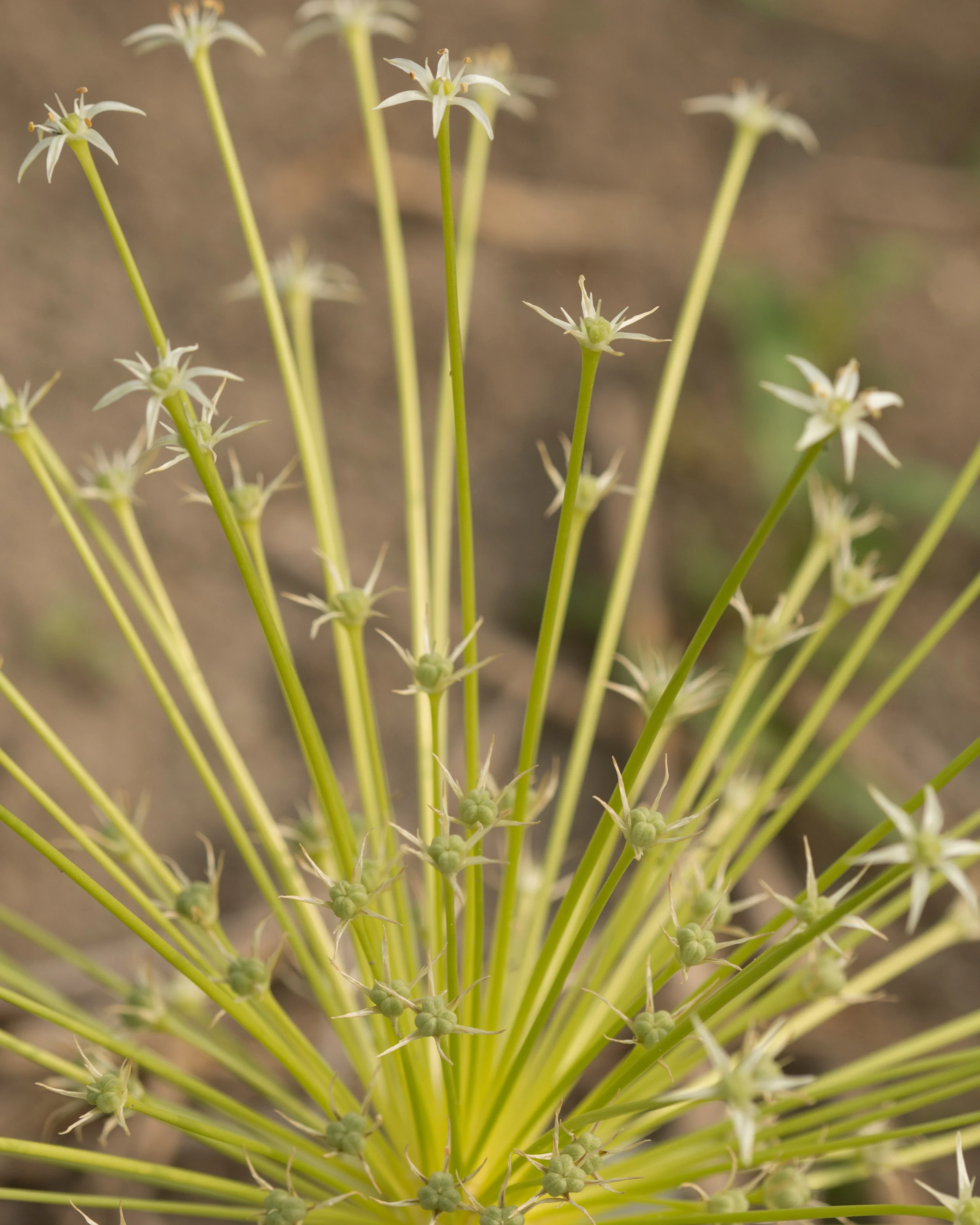 Allium 'Arctic Snow' - Image 7