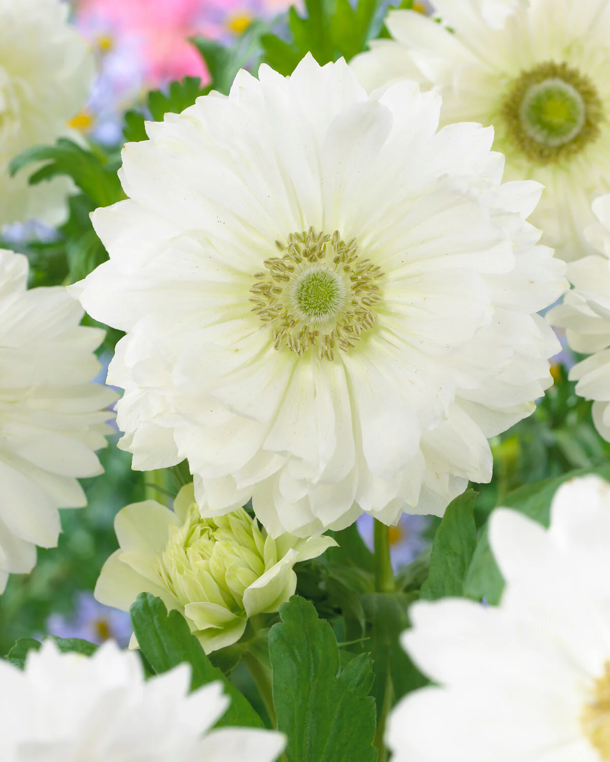 Anemone 'Mount Everest' - Image 3