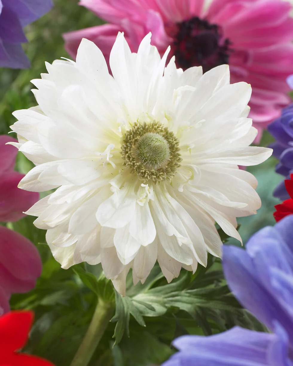 Anemone 'Mount Everest' - Image 4