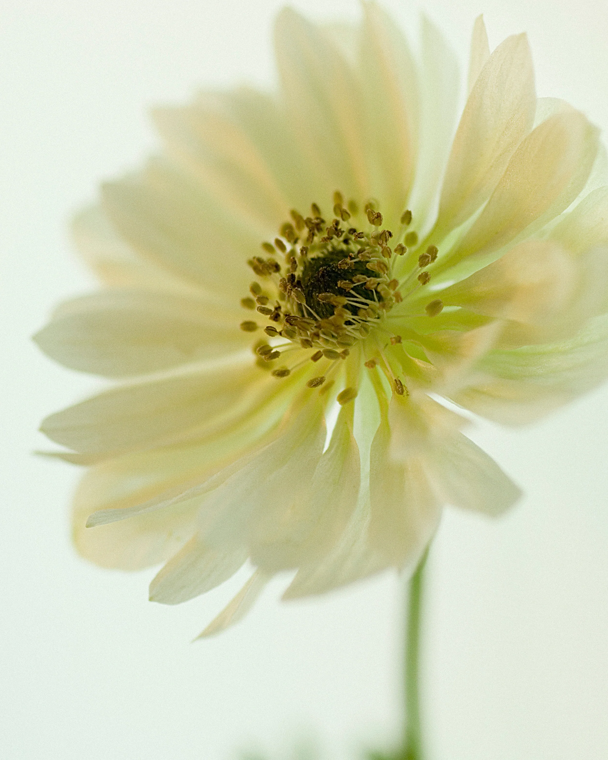 Anemone 'Mount Everest' - Image 6