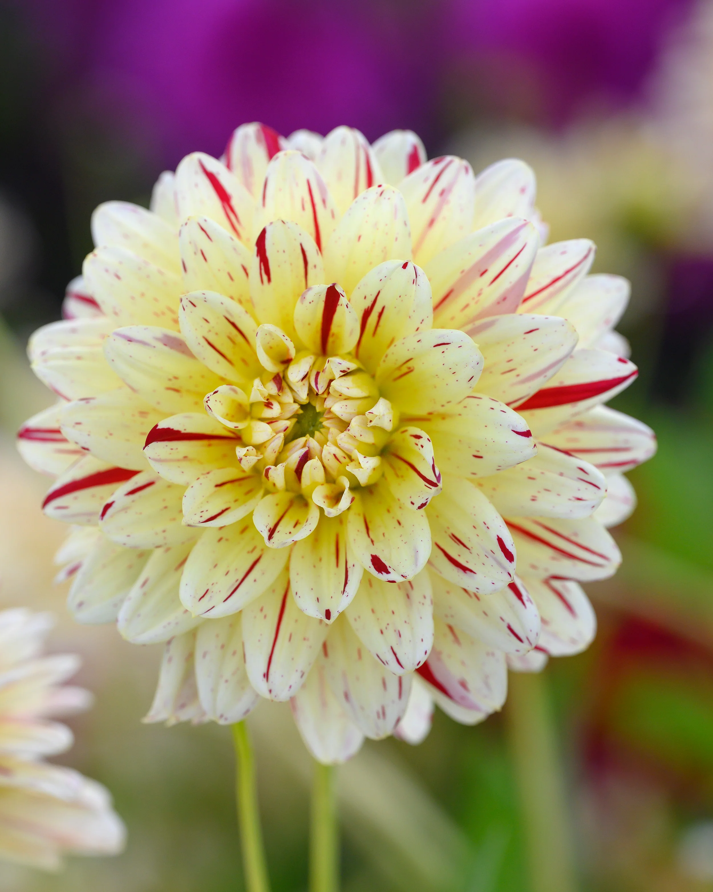 Dahlia 'Crème Silence' - Image 4
