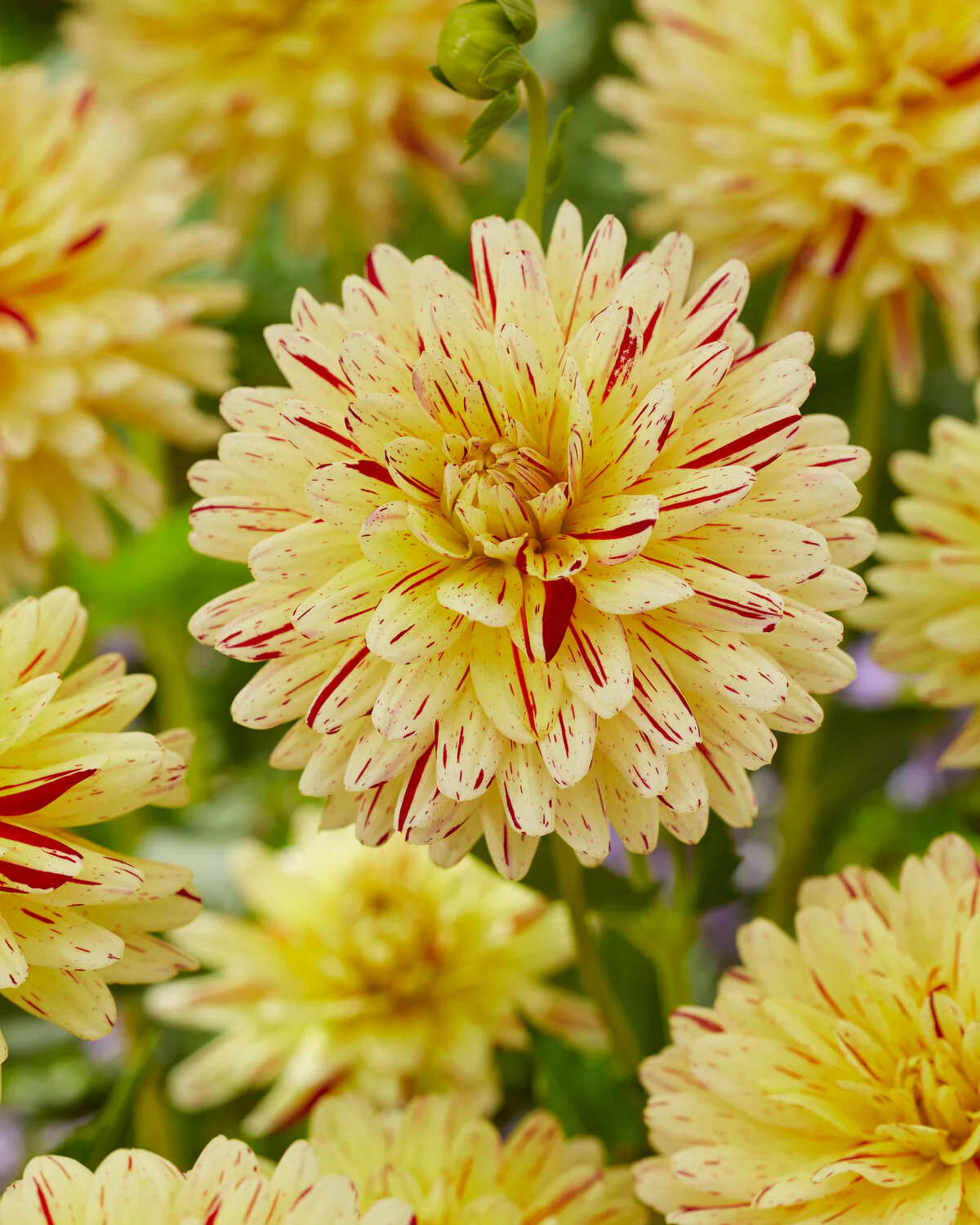 Dahlia 'Crème Silence' - Image 6