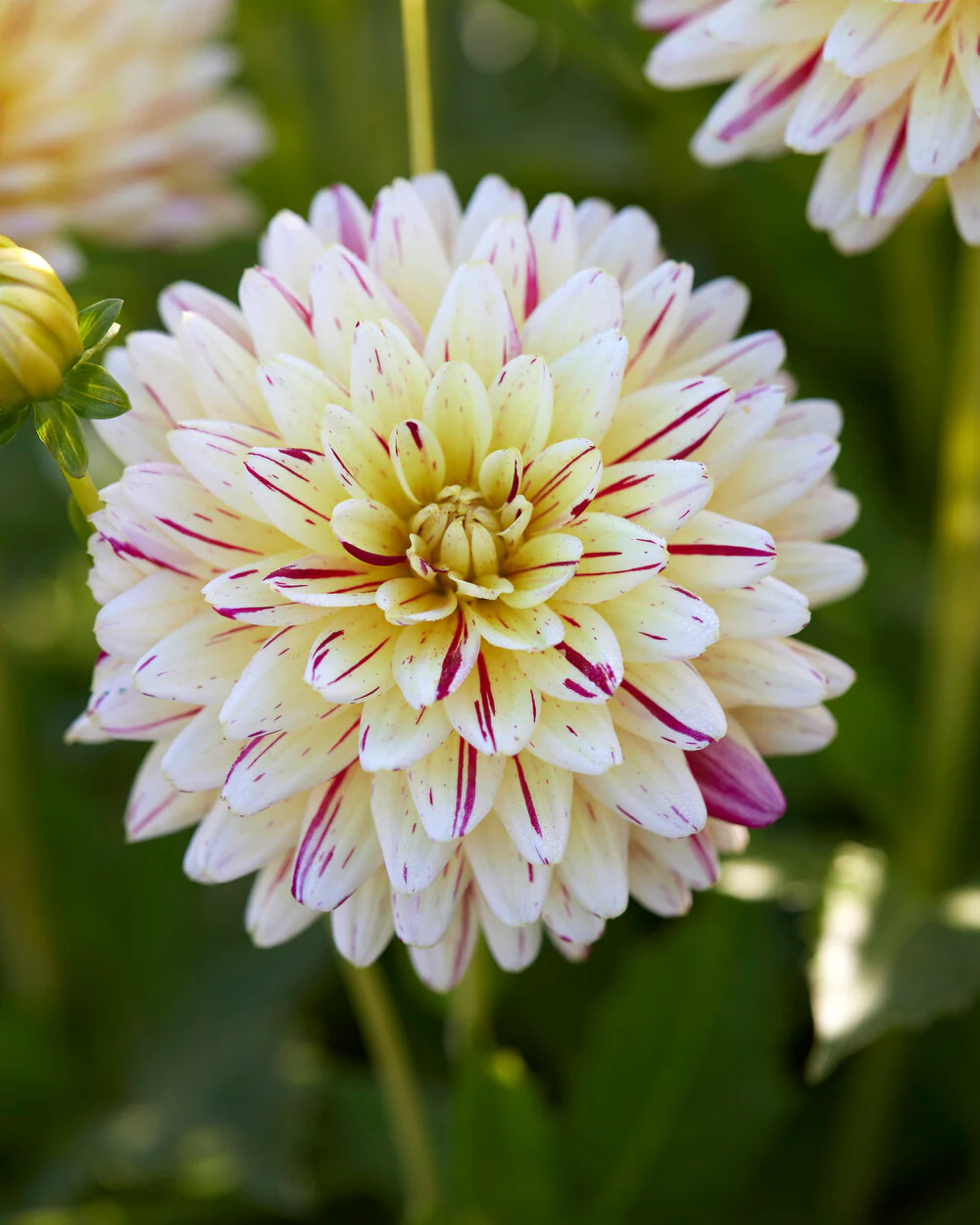 Dahlia 'Crème Silence' - Image 7