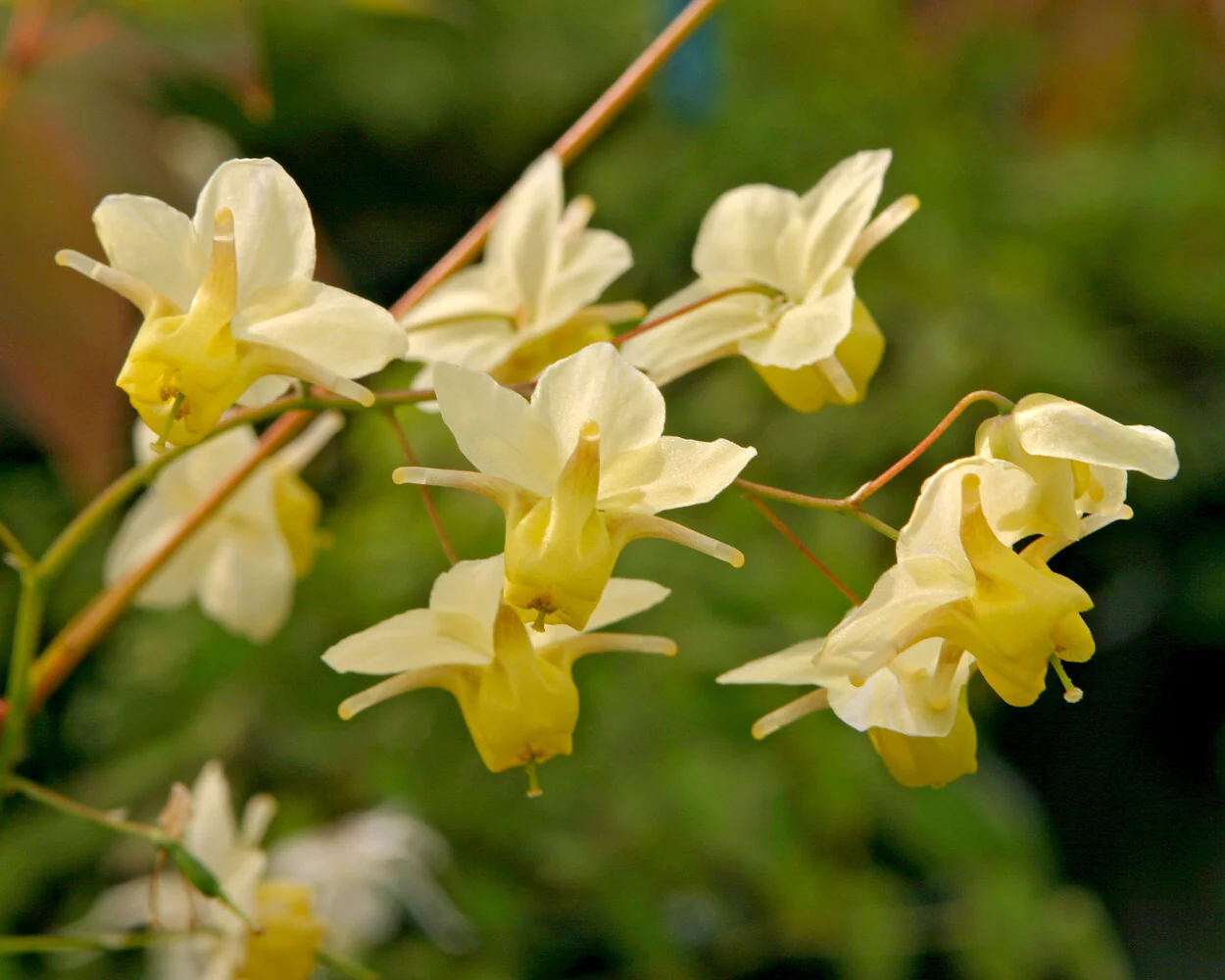 Epimedium 'Sulphureum' - Image 7