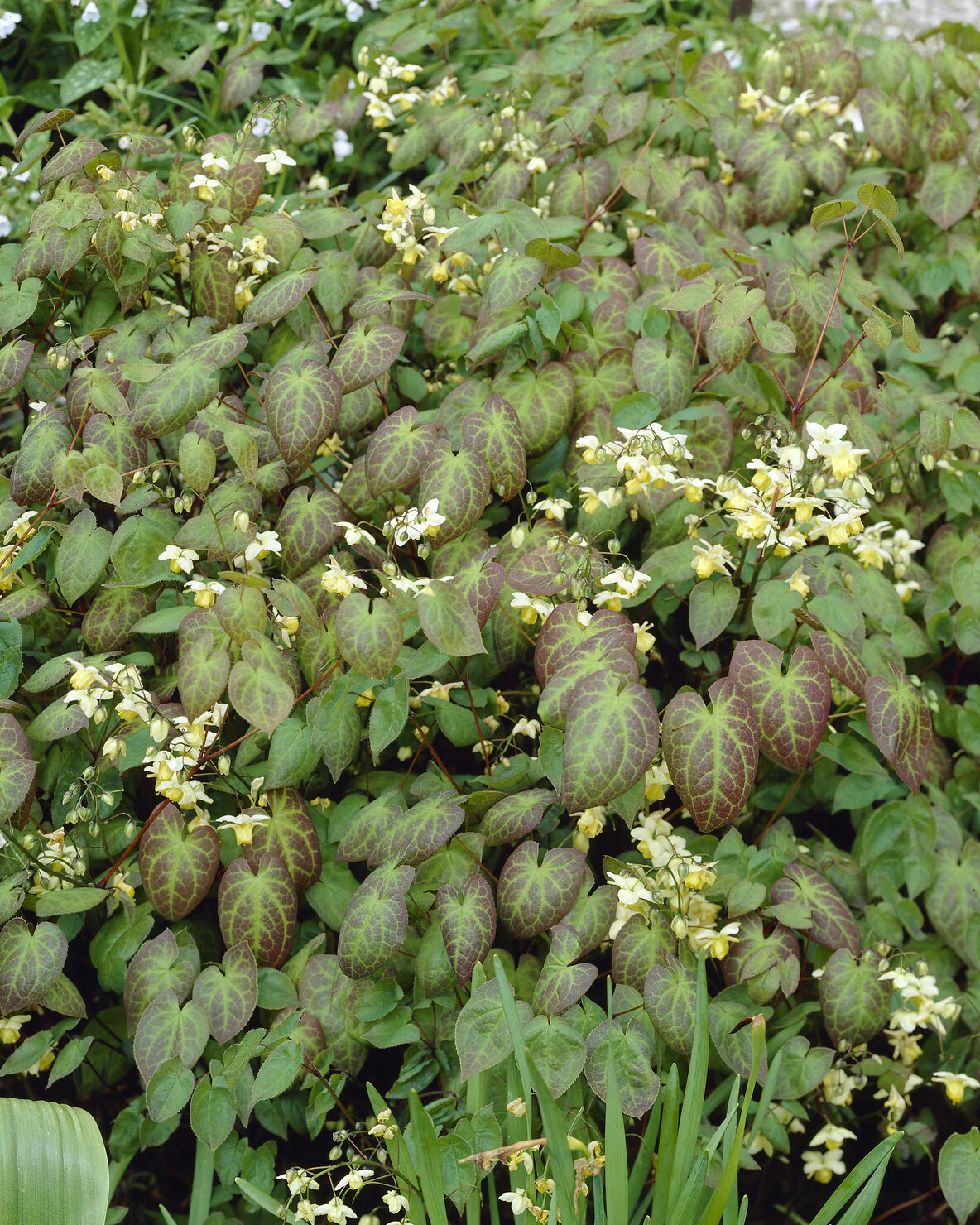 Epimedium 'Sulphureum' - Image 8