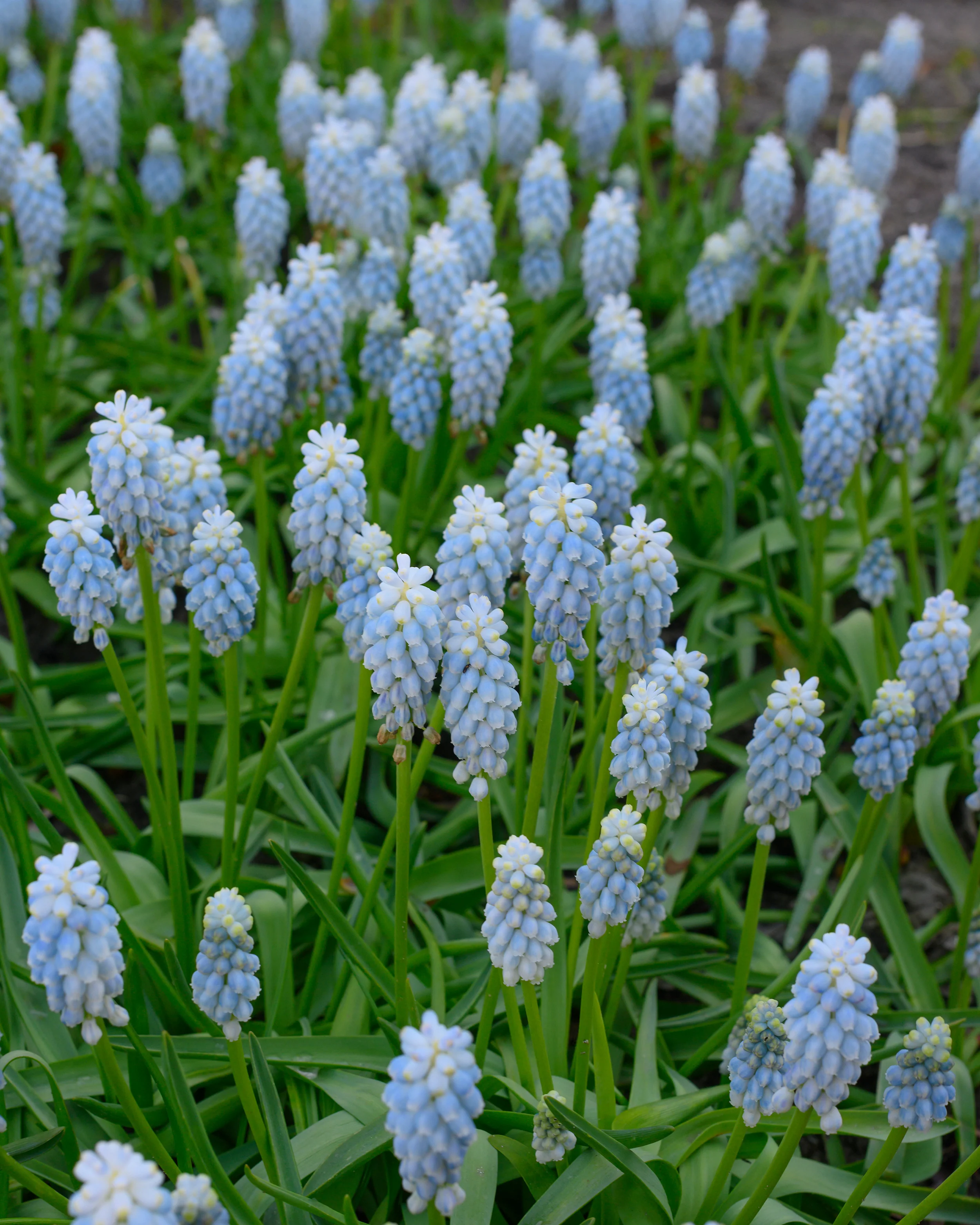 Muscari 'Esther' - Image 3