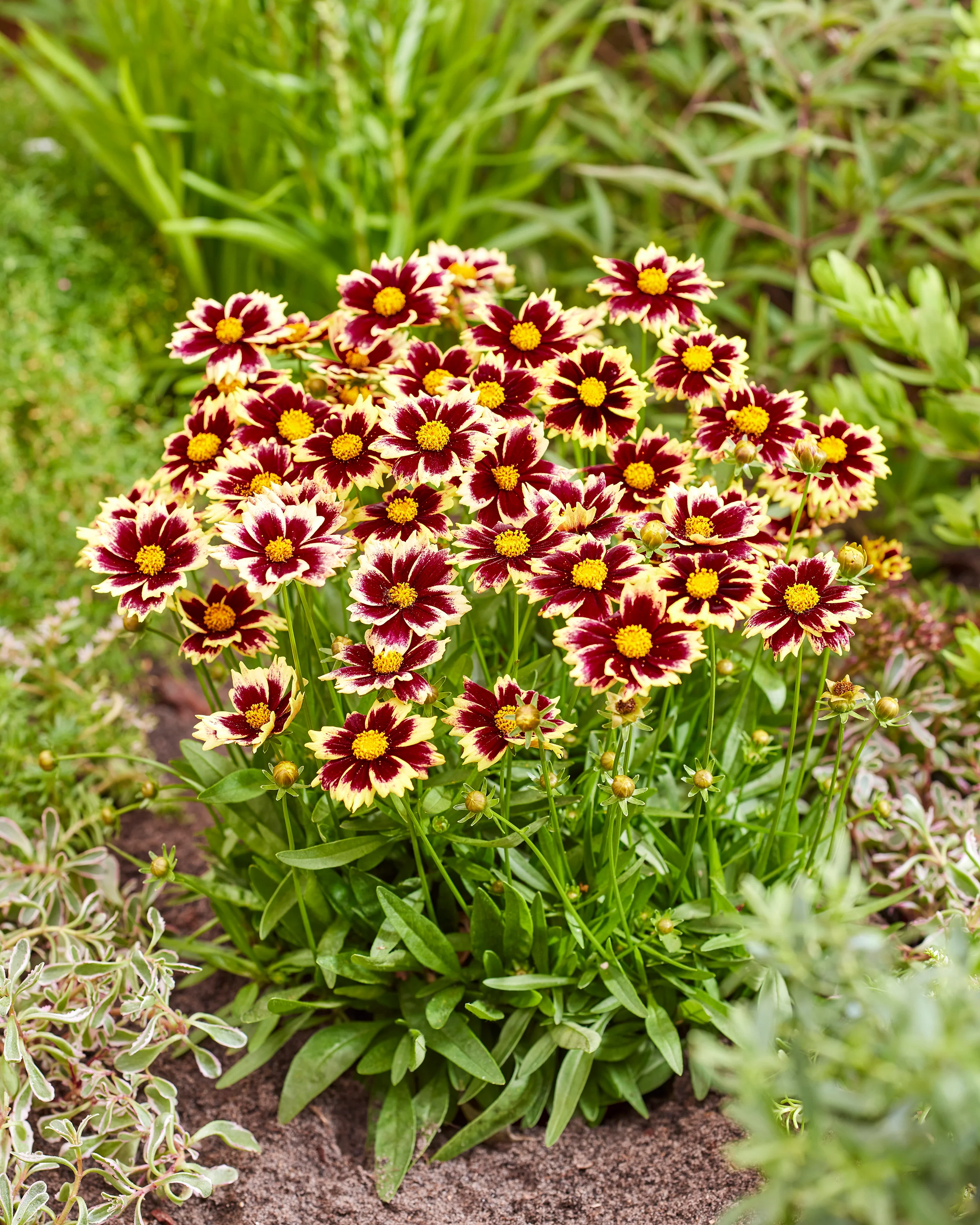 Coreopsis 'Solar Fancy' - Image 5
