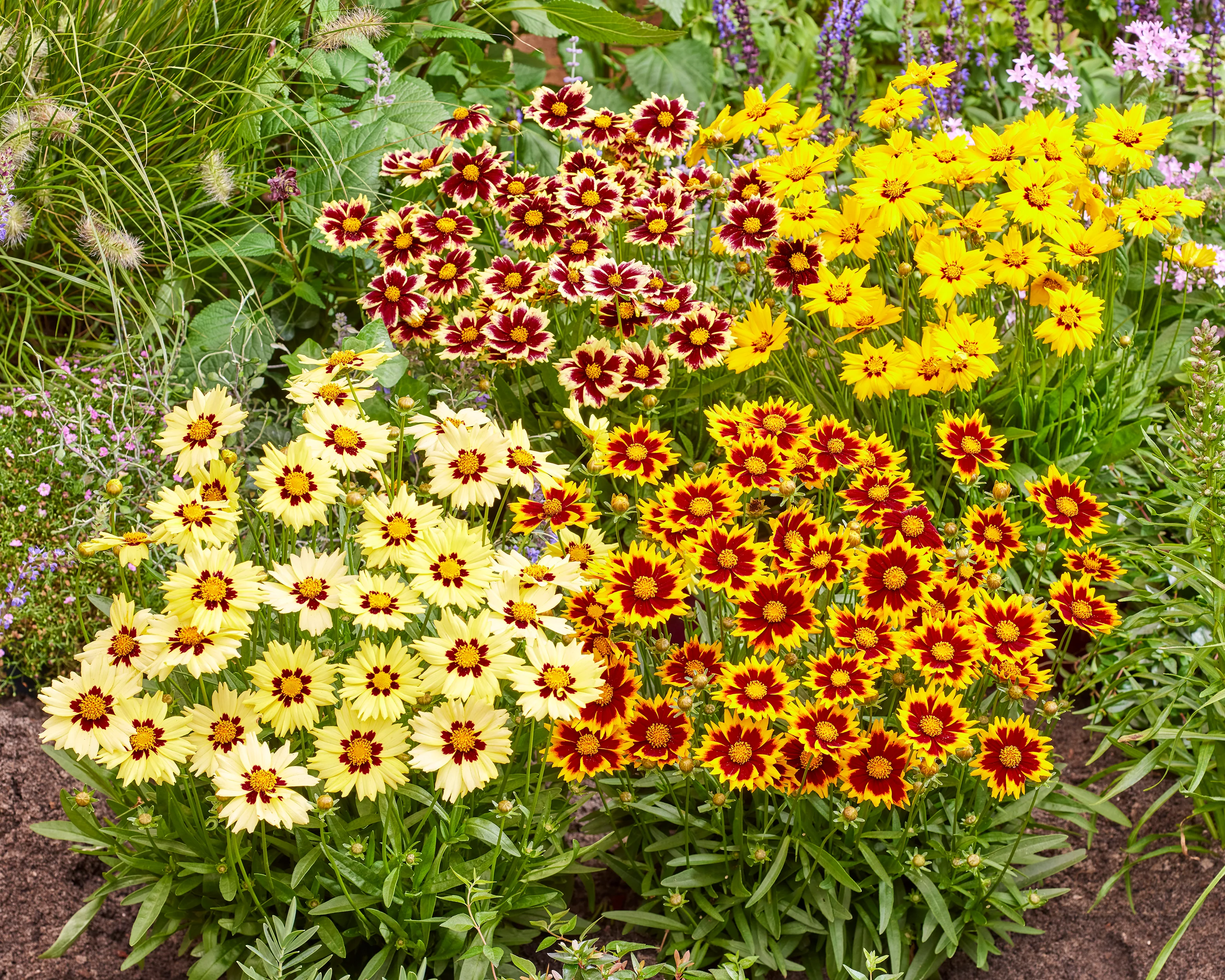Coreopsis 'Solar Fancy' - Image 7