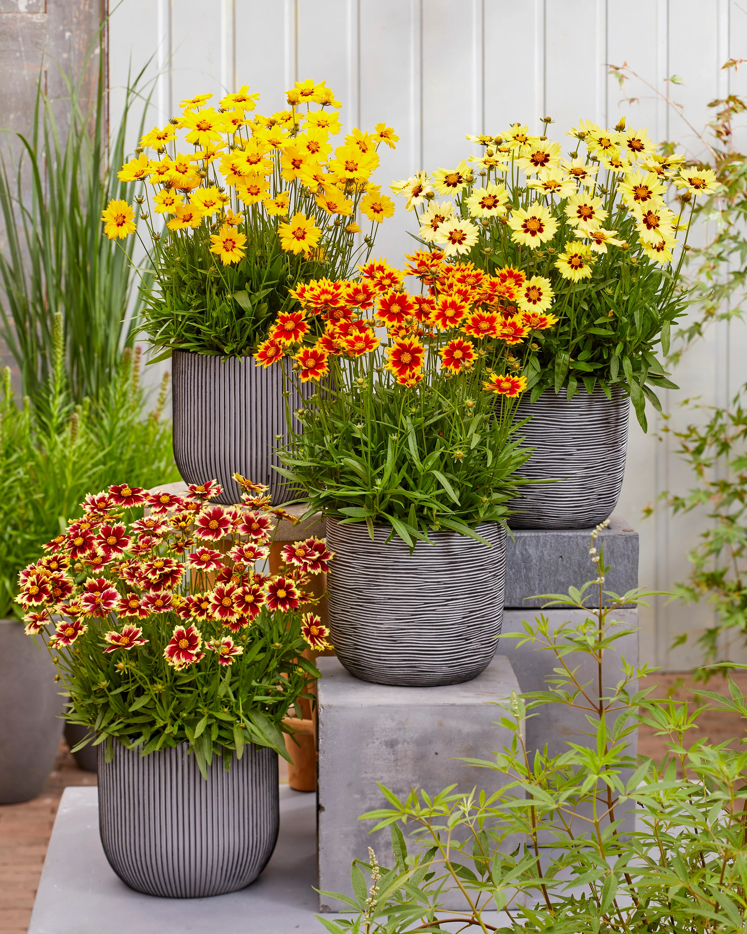 Coreopsis 'Solar Fancy' - Image 9