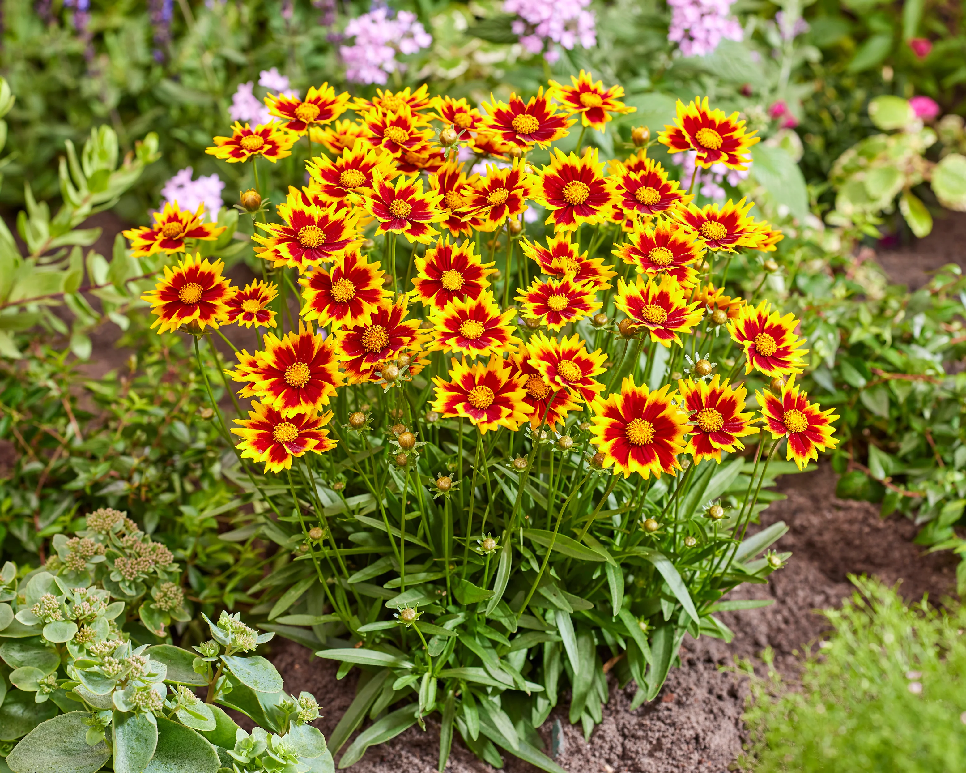 Coreopsis 'Solar Jewel' - Image 4