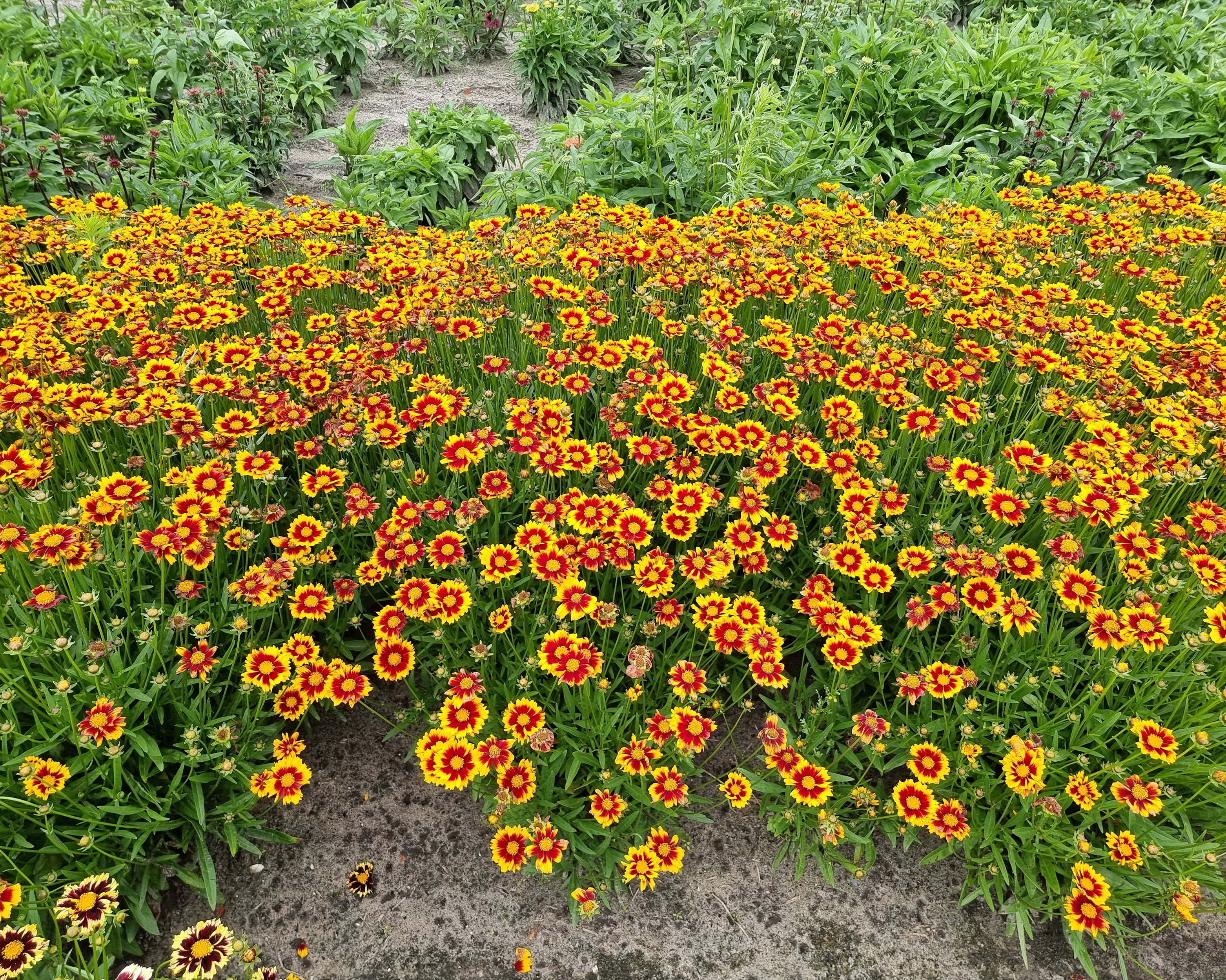 Coreopsis 'Solar Jewel' - Image 5