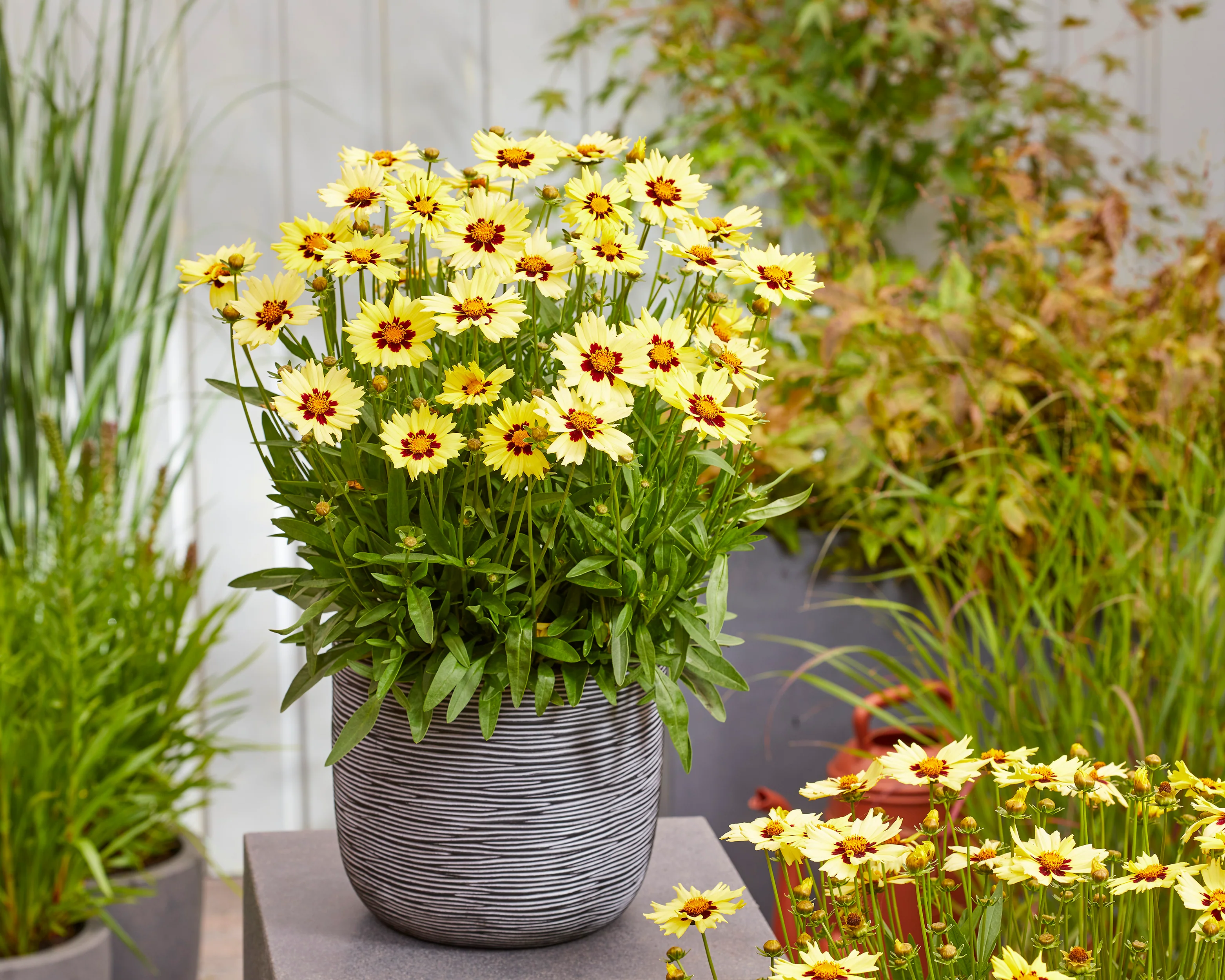 Coreopsis 'Solar Moon' - Image 2