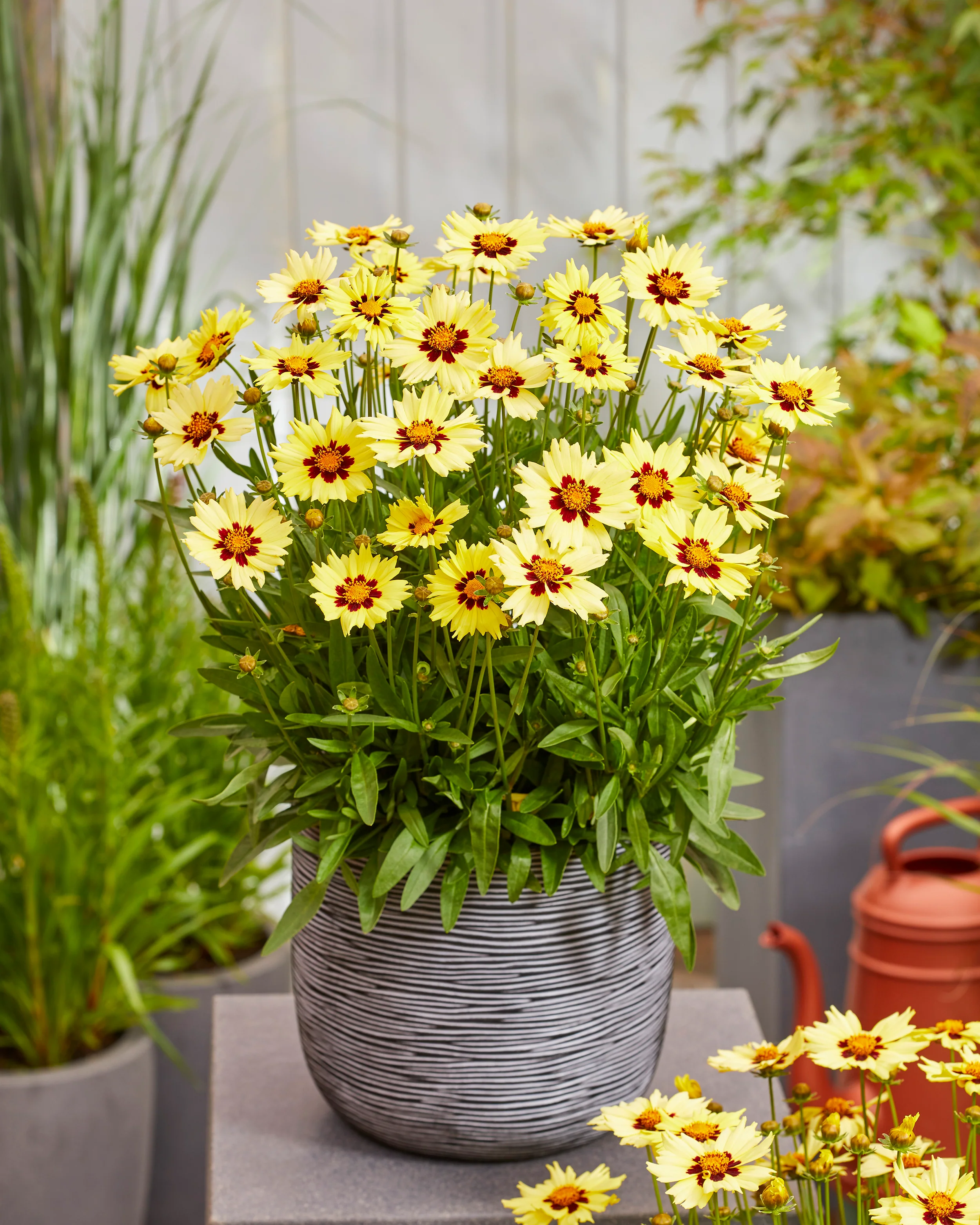 Coreopsis 'Solar Moon' - Image 7