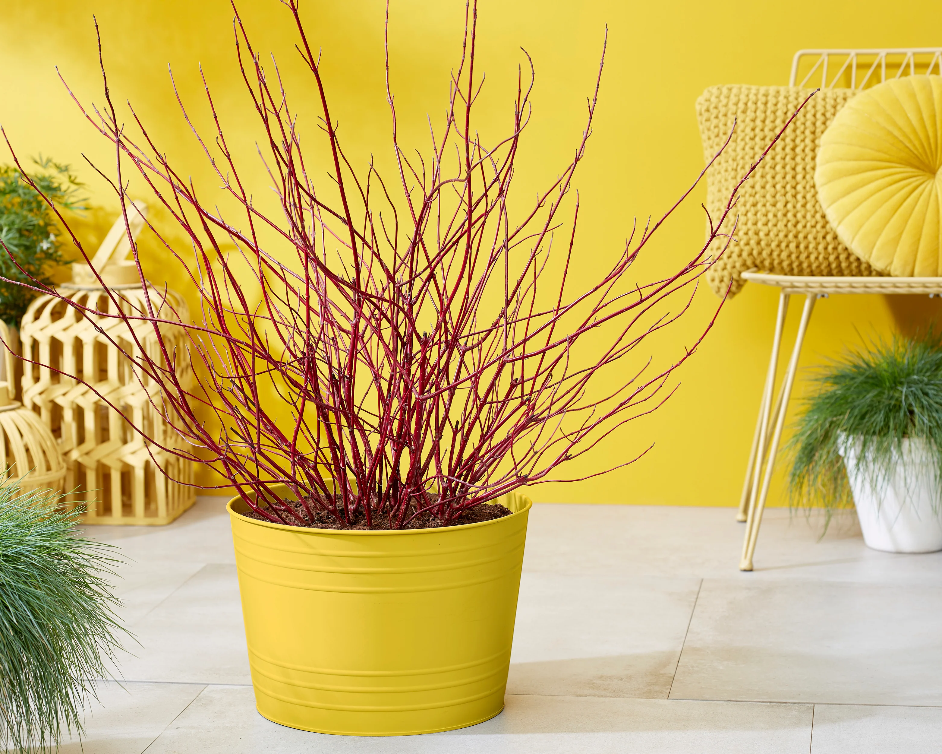 Cornus 'Miracle' - Image 11