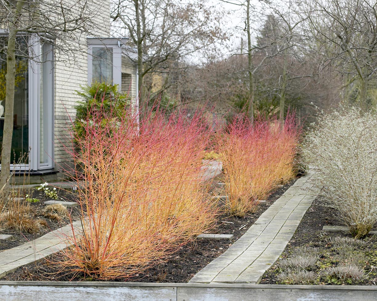 Cornus 'Midwinter Fire' - Image 11