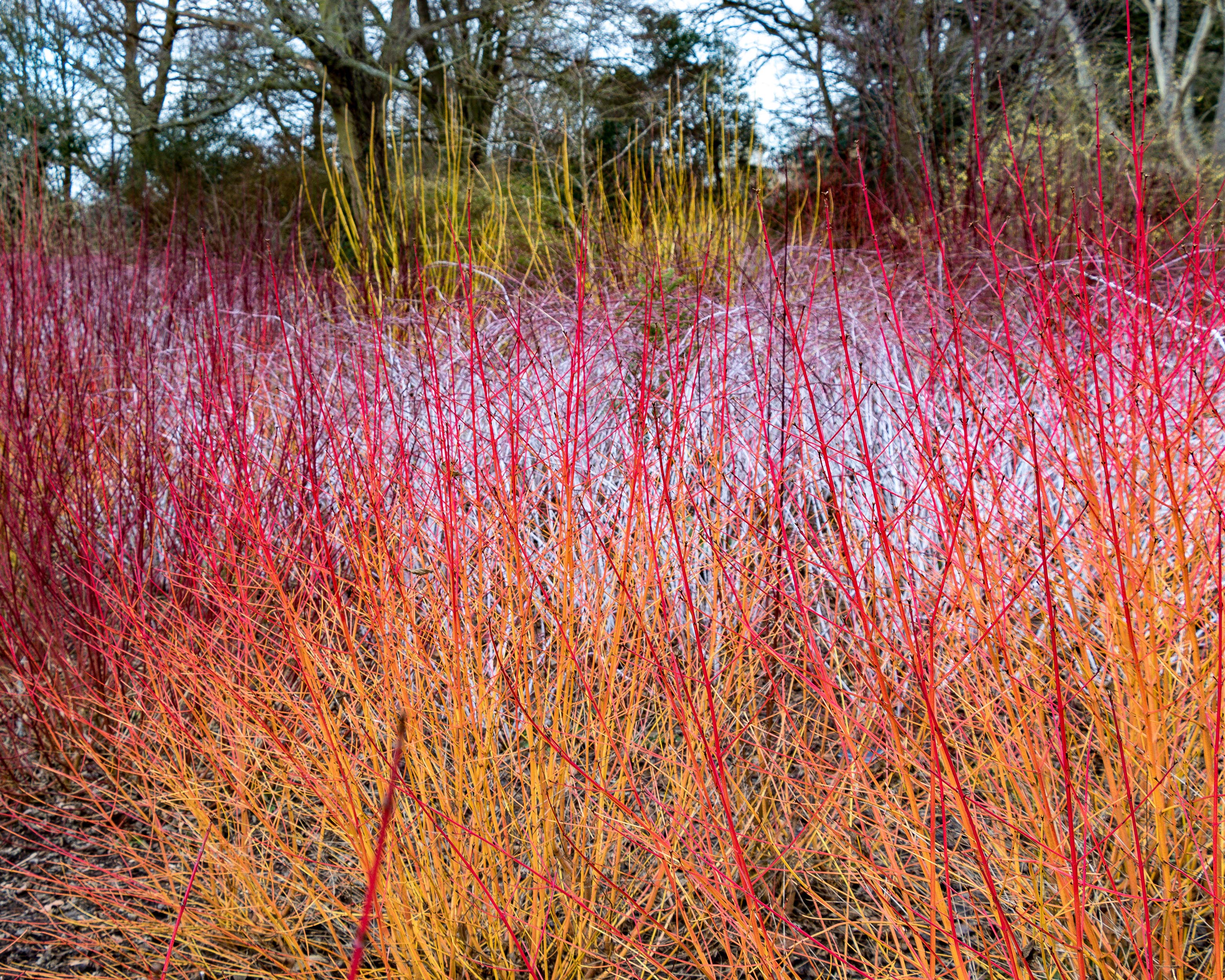 Cornus 'Midwinter Fire' - Image 3