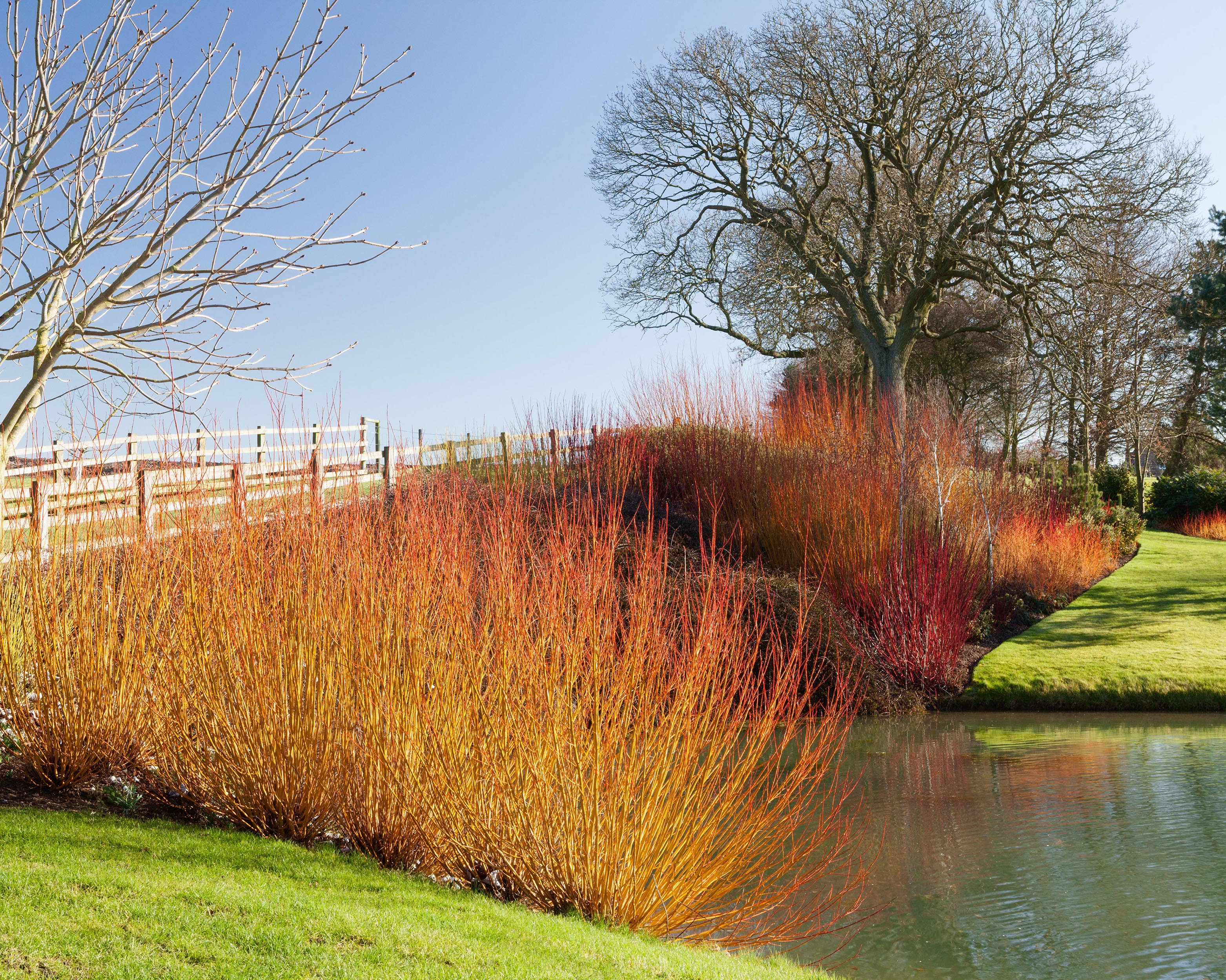 Cornus 'Midwinter Fire' - Image 4