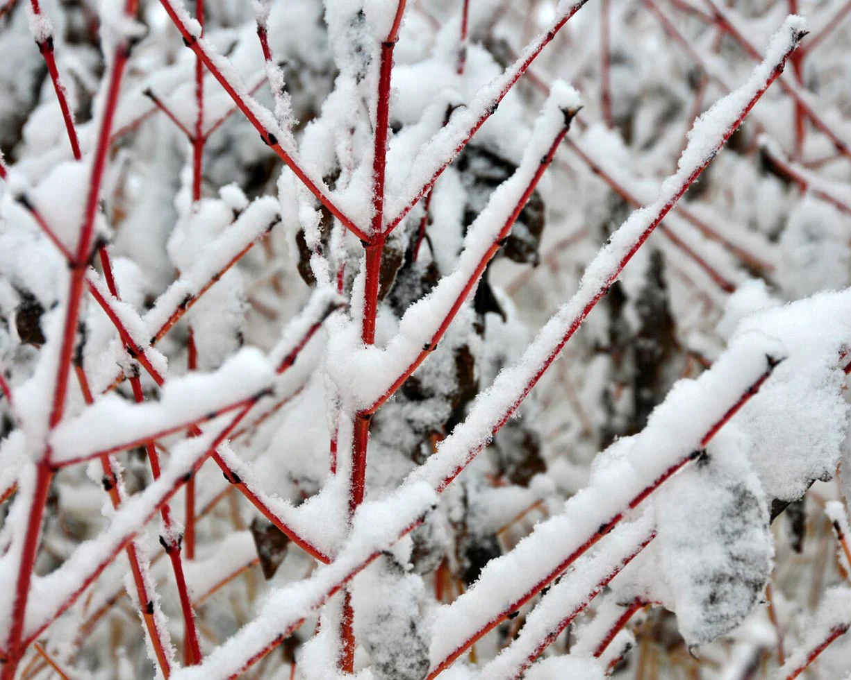 Cornus 'Midwinter Fire' - Image 6