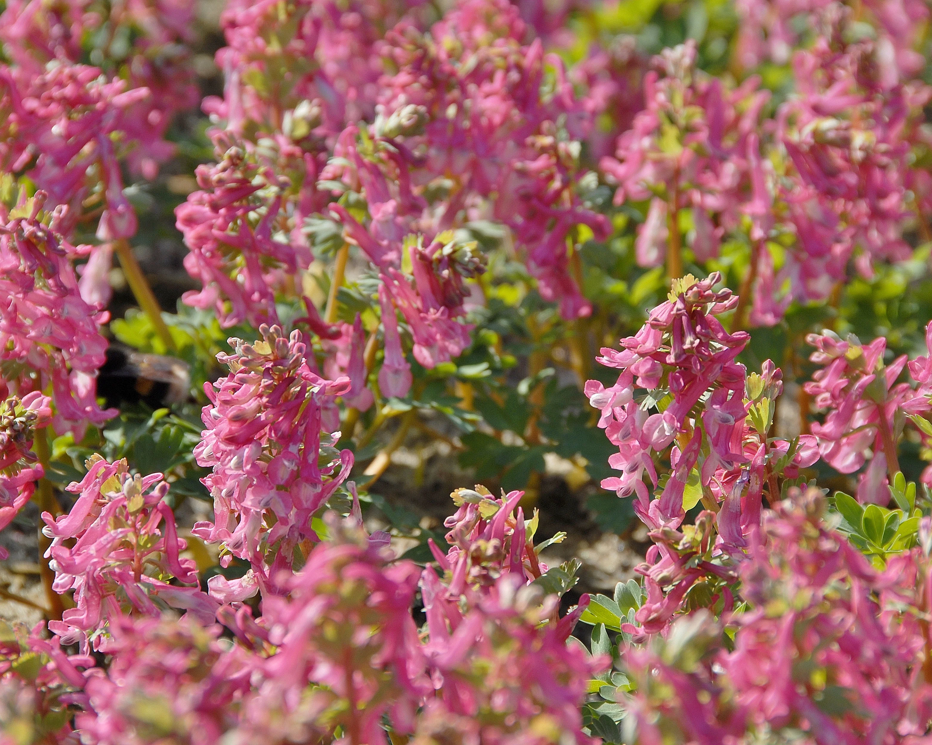 Corydalis 'Beth Evans' - Image 2