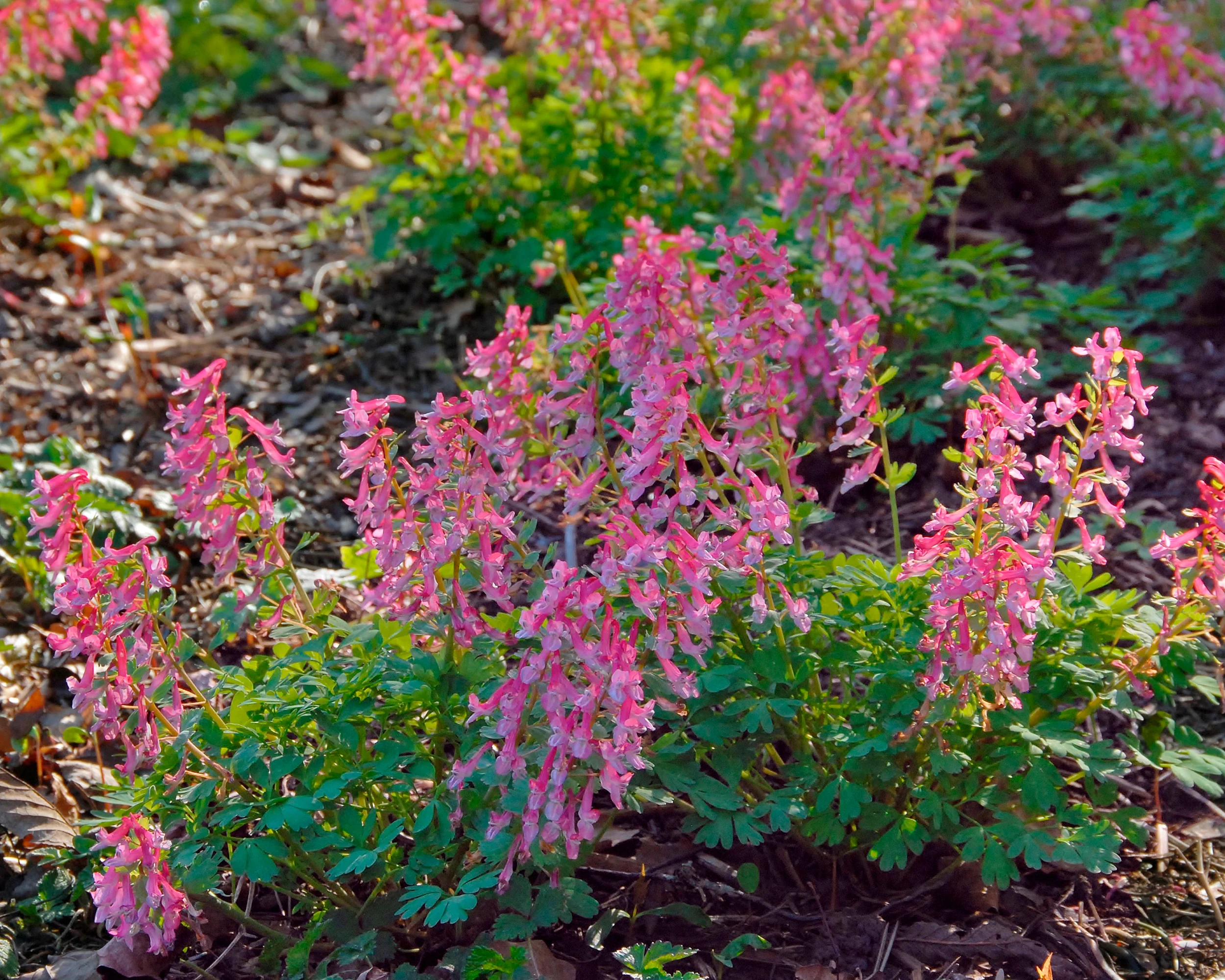 Corydalis 'Beth Evans' - Image 3
