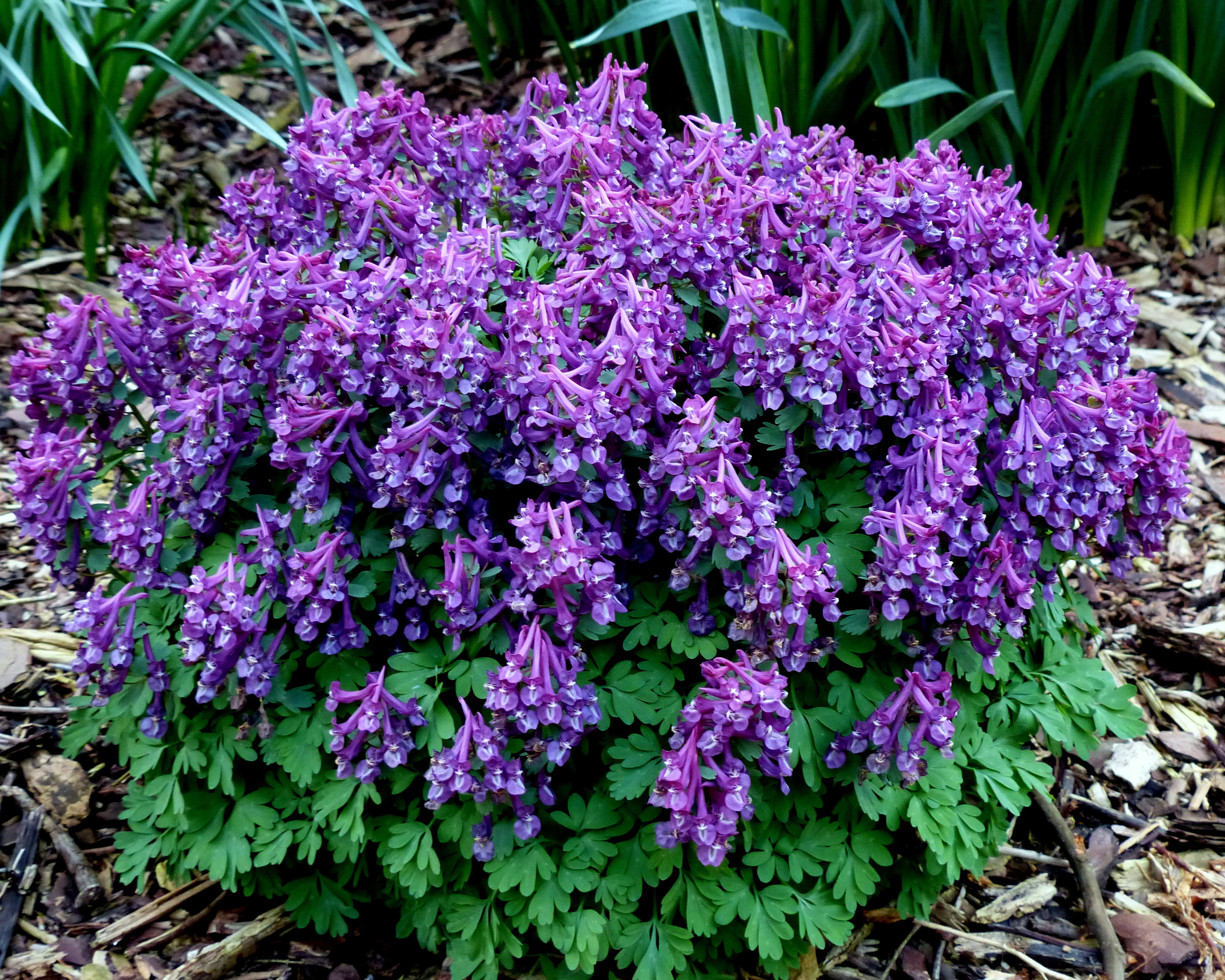 Corydalis 'Purple Bird' - Image 2