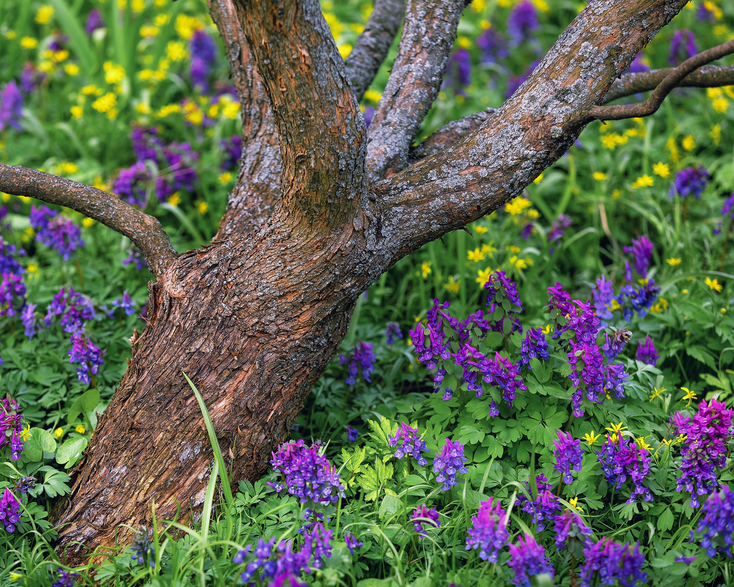 Corydalis 'Purple Bird' - Image 3