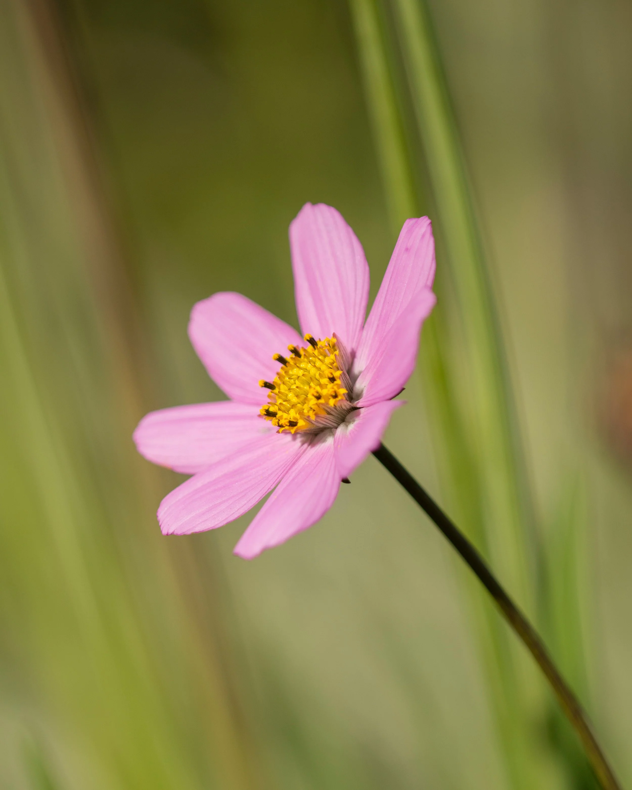 Cosmos atrosanguineus 'Flamingo' - Image 3