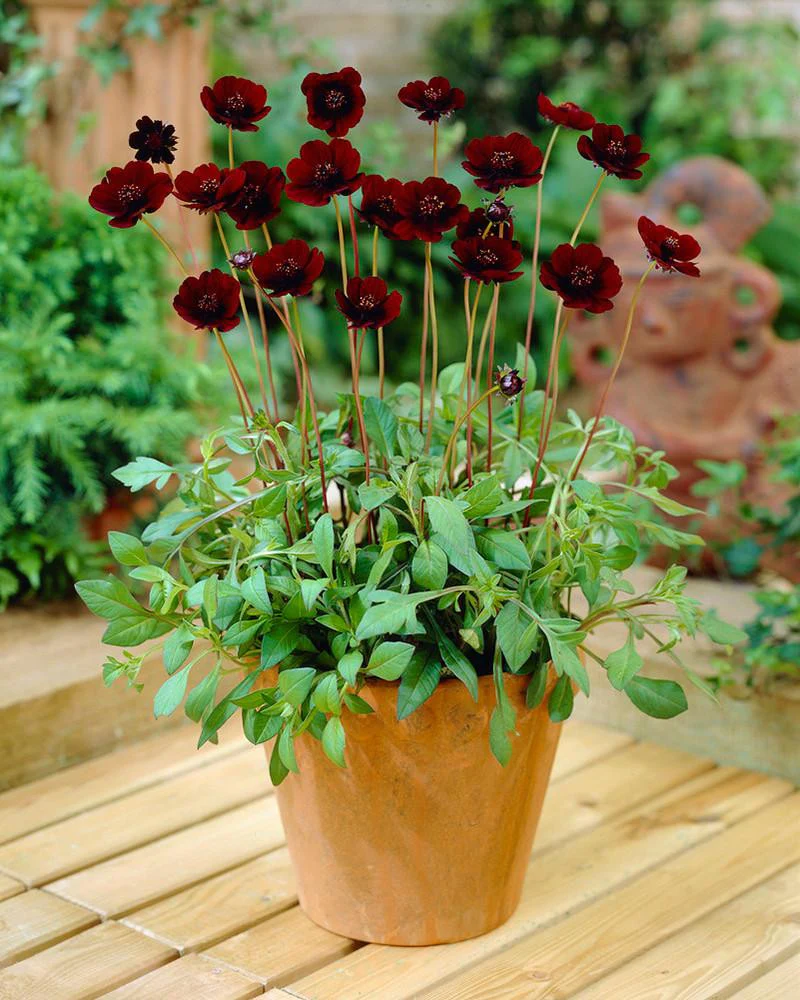 Cosmos atrosanguineus 'Chocamocha' - Image 2