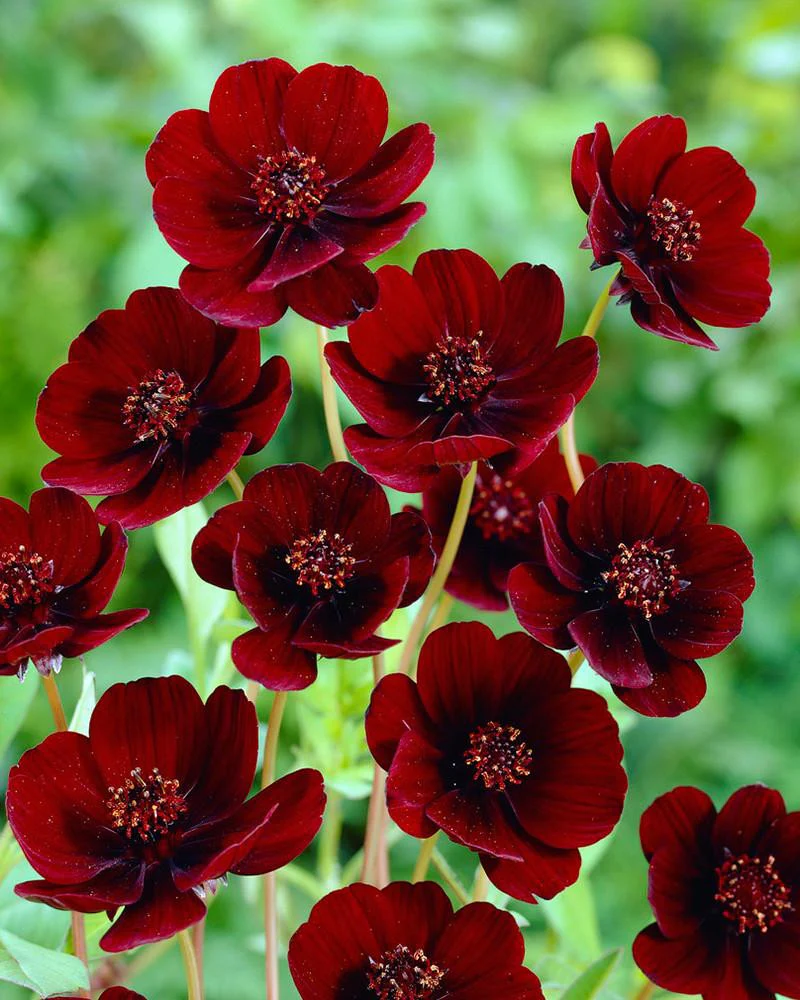 Cosmos atrosanguineus 'Chocamocha' - Image 3