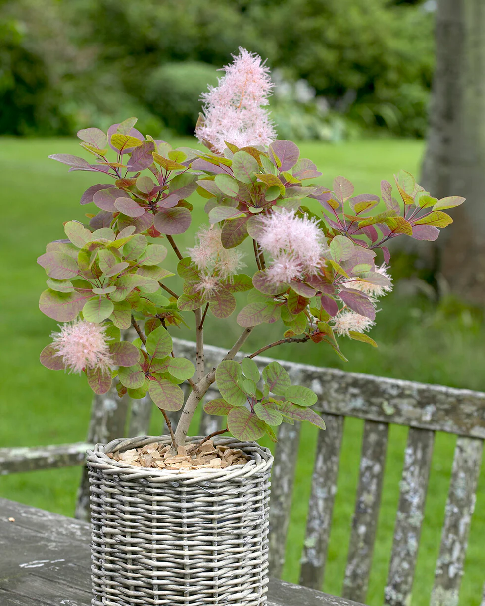 Cotinus 'Smokey Joe' - Image 4