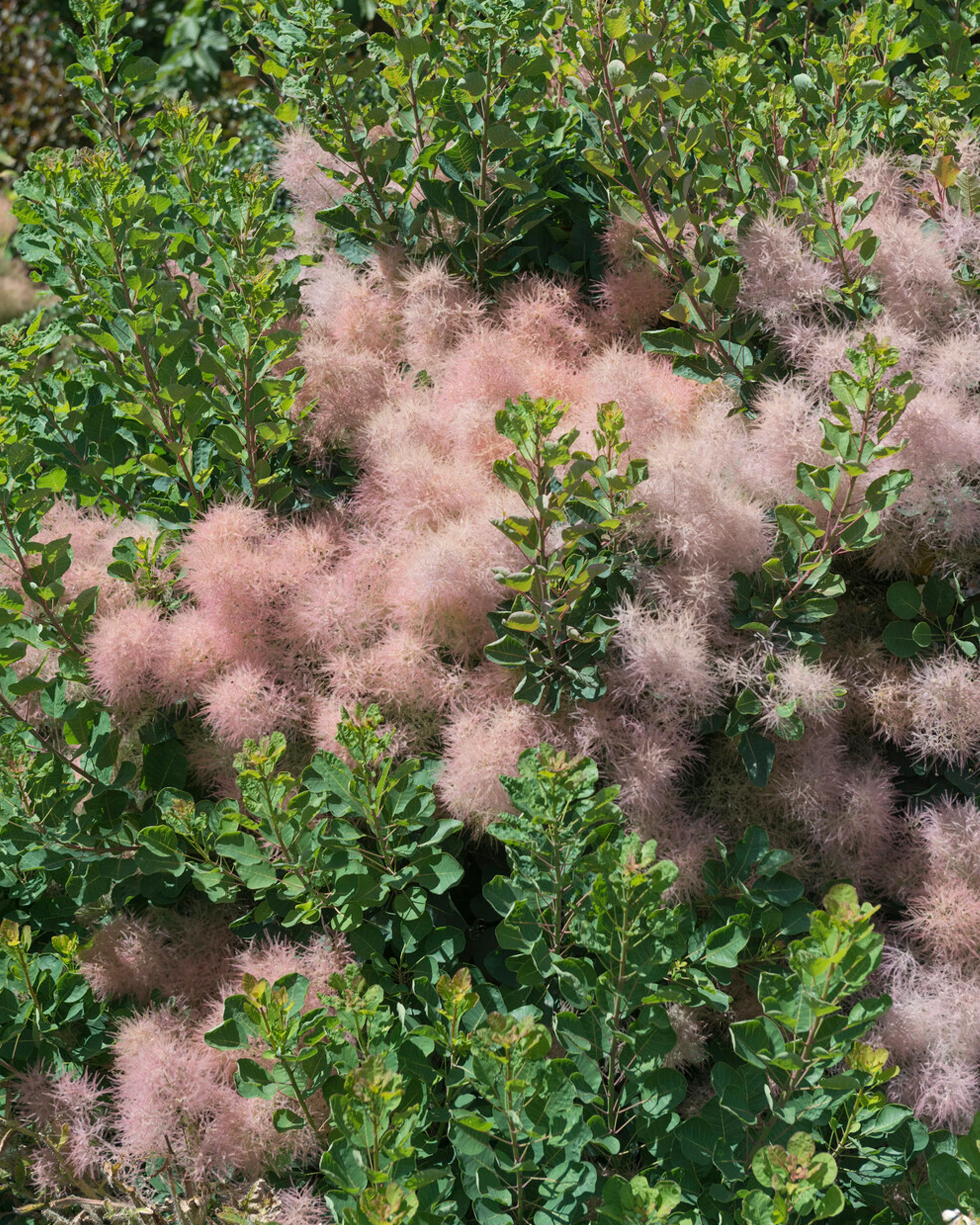 Cotinus 'Smokey Joe' - Image 5