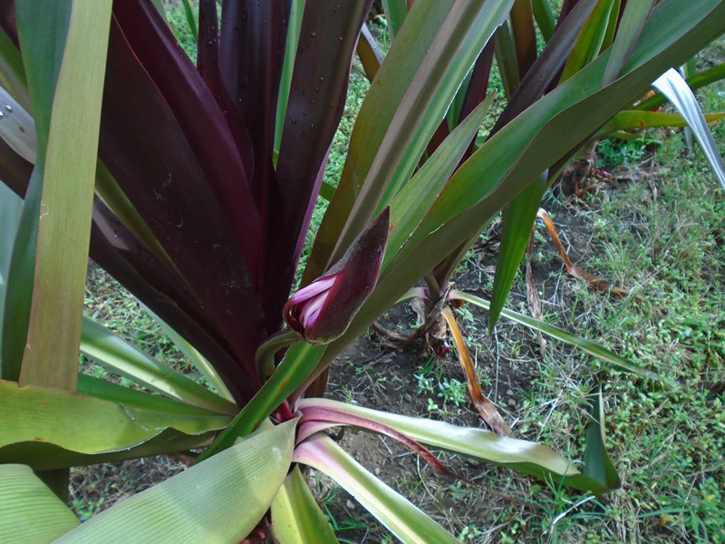 Crinum asiaticum 'Purpureum' - Image 10