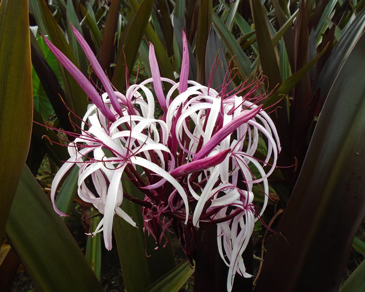 Crinum asiaticum 'Purpureum' - Image 4
